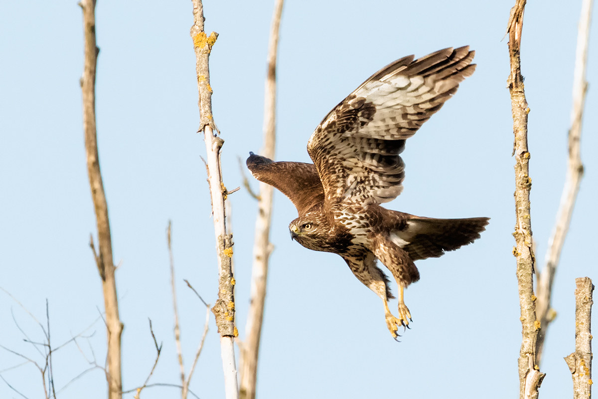 Buzzard