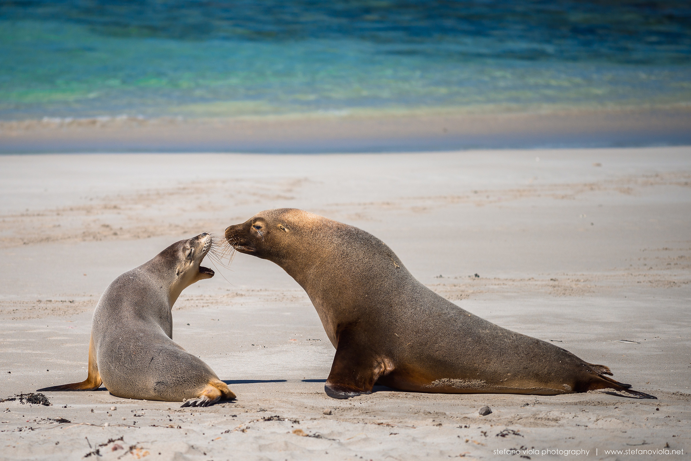 Seal Bay's Sea Lions - Kangaroo Island