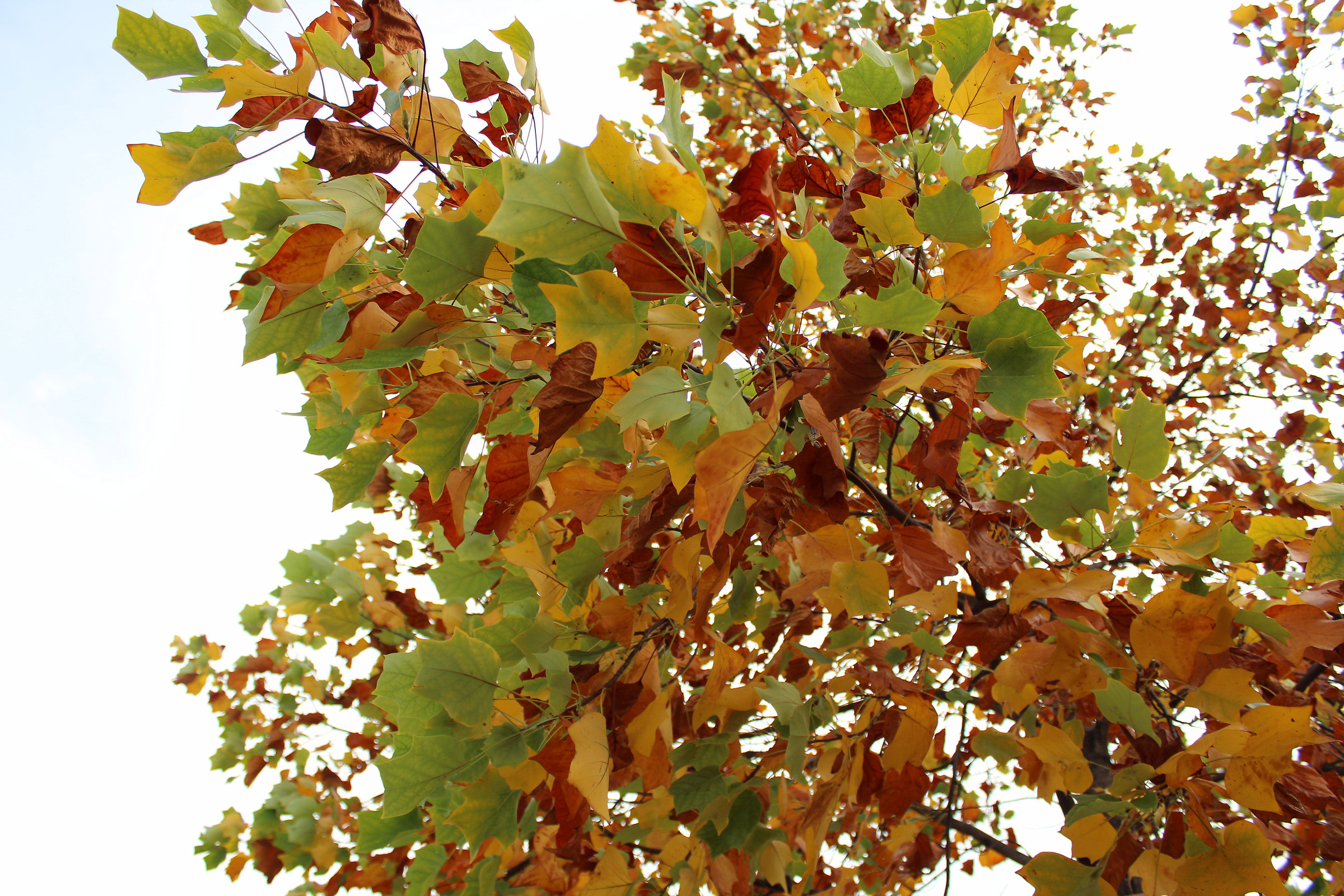 Si sta come d'autunno sugli alberi le foglie