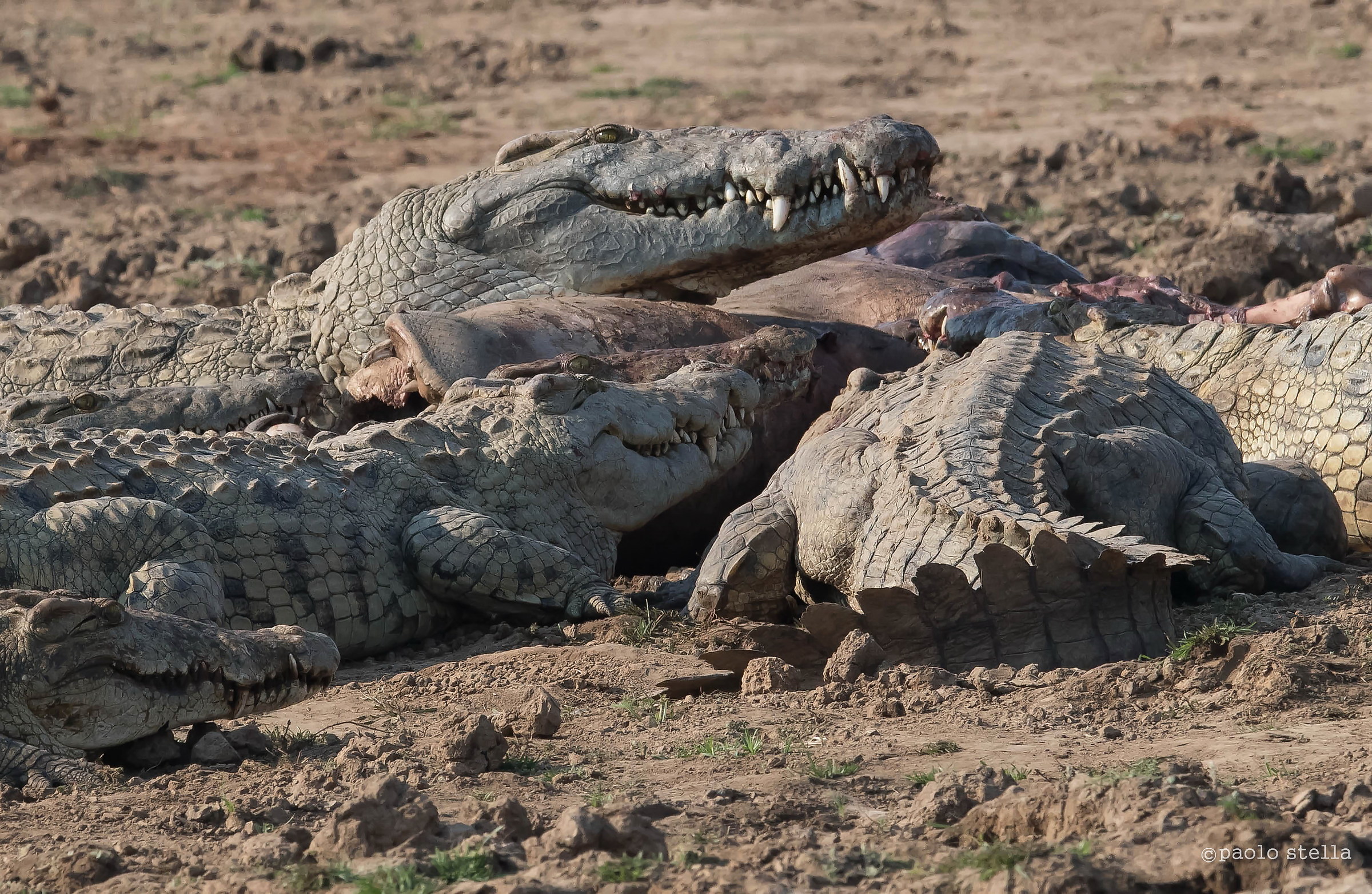 tranqui..mo se magna...