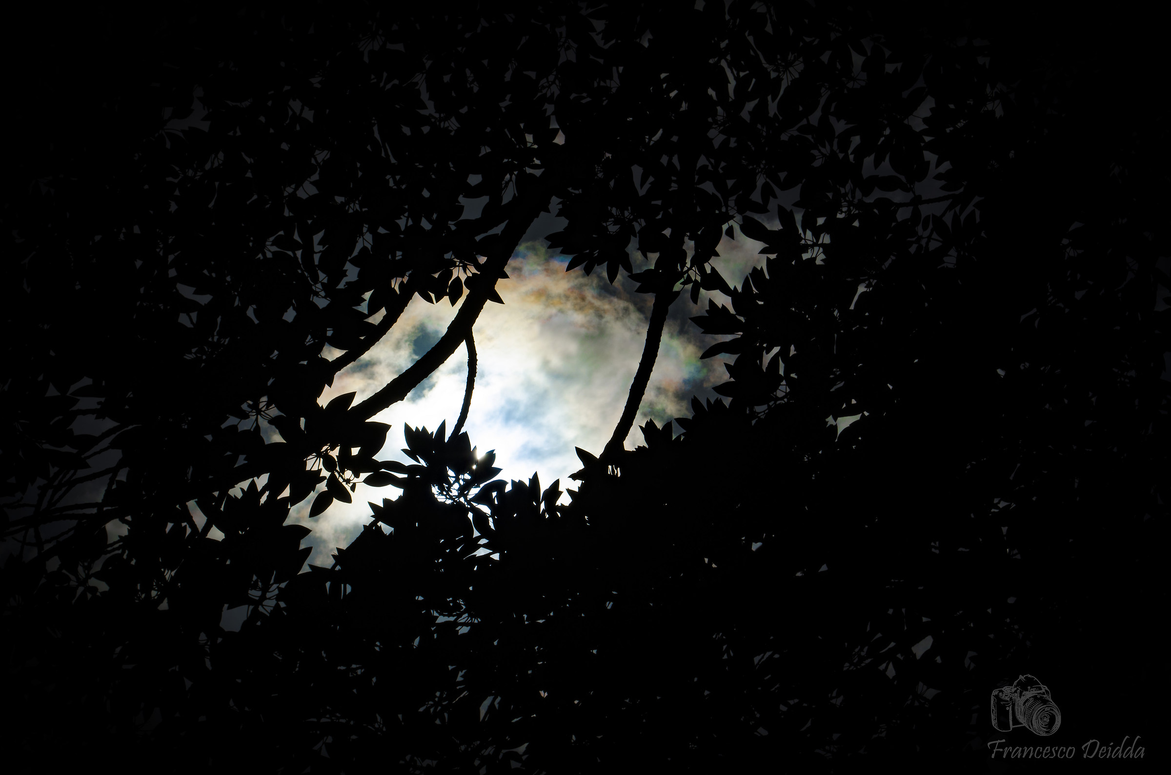 La ricerca della luce