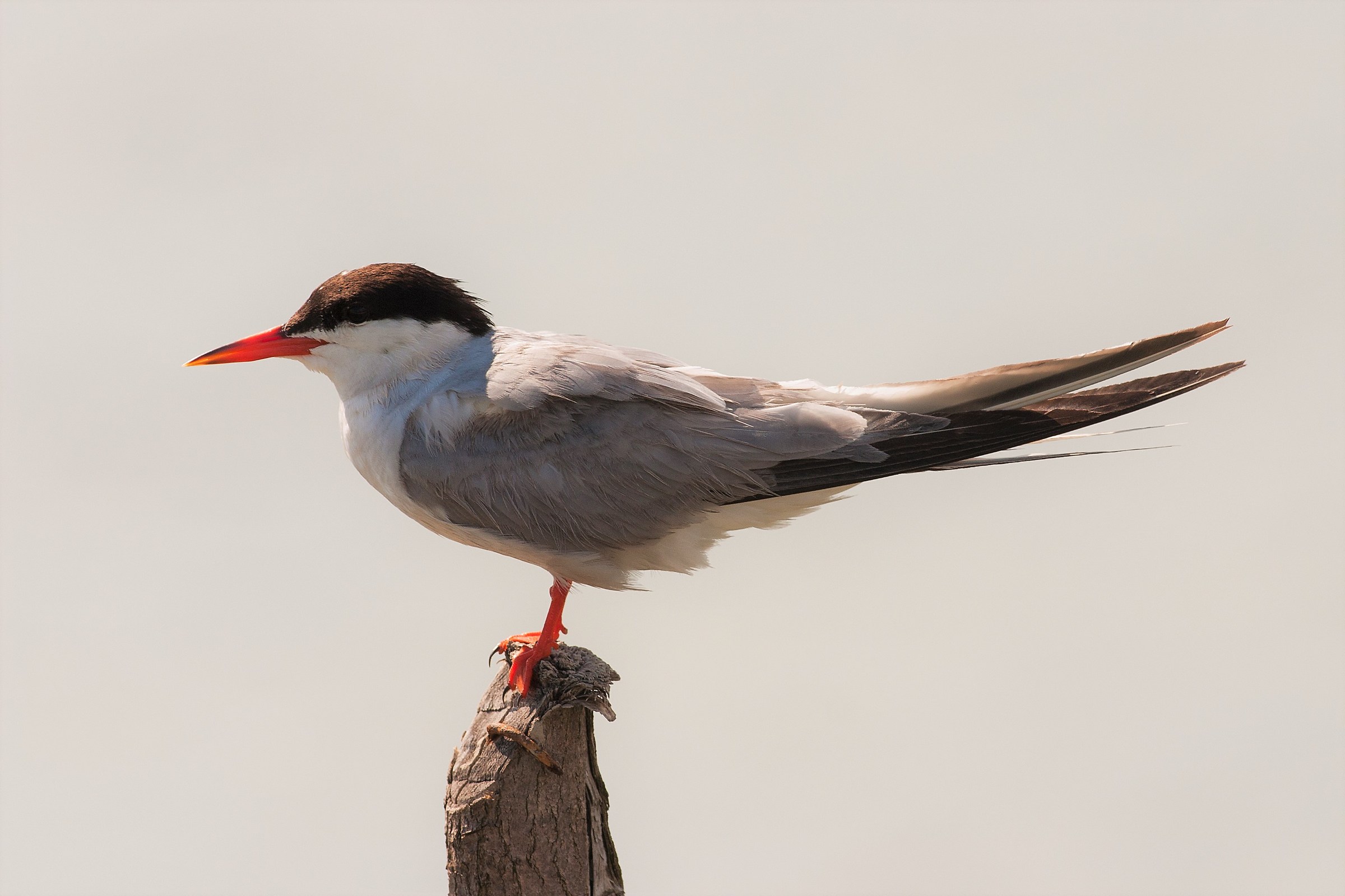 Sterna comune sul paletto