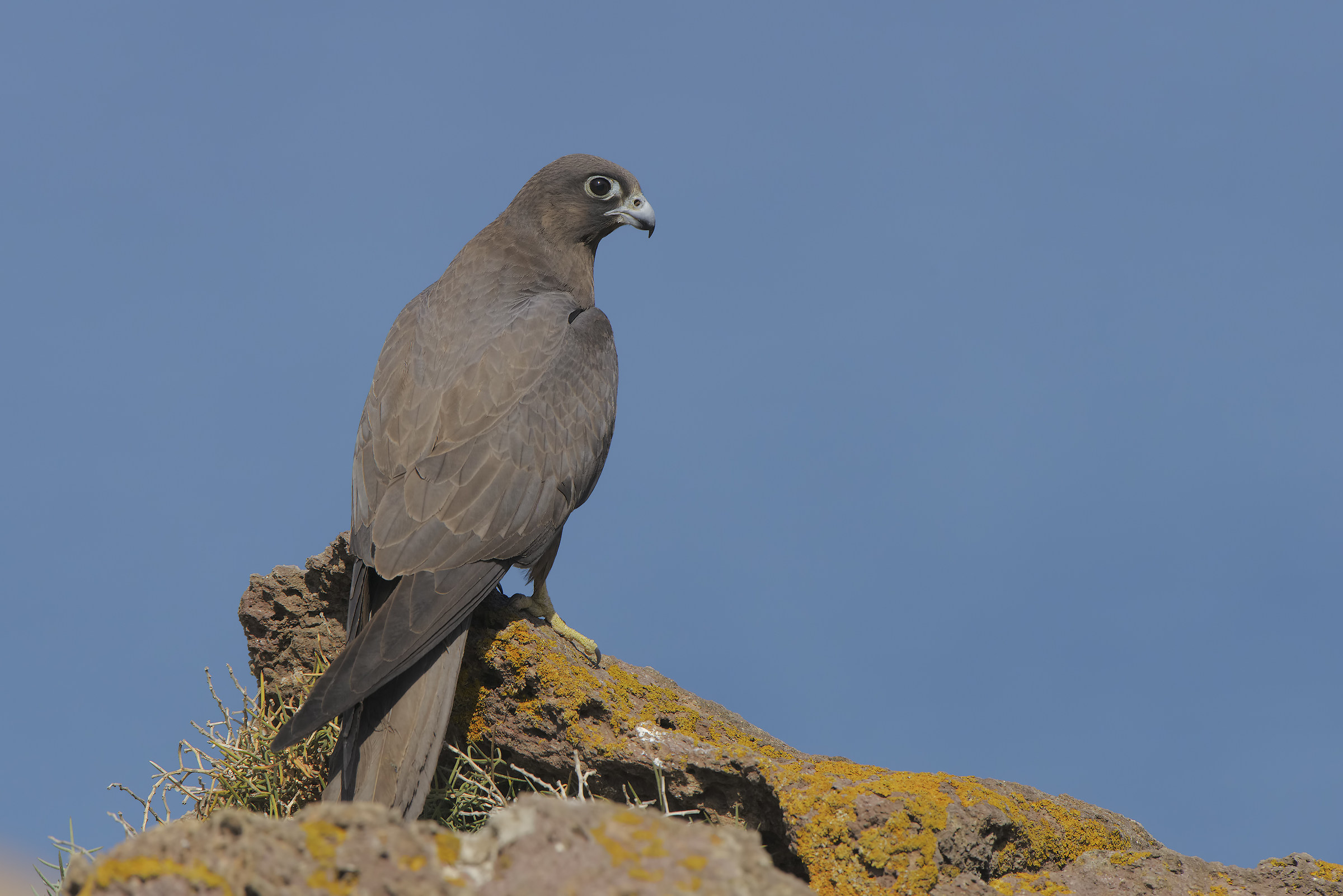 dark queen-phase hawk female