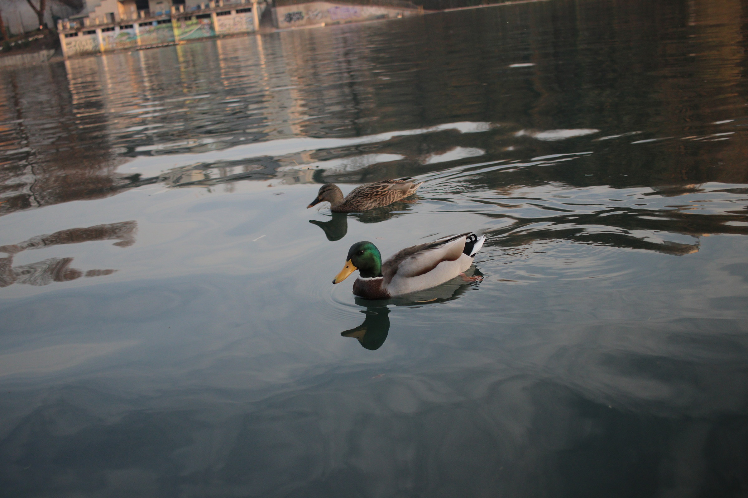 Ducks keep an eye on me