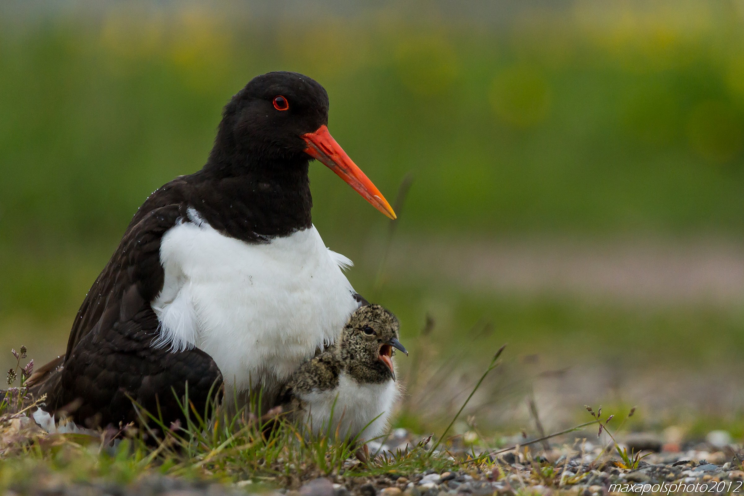 beccaccia con pullo..