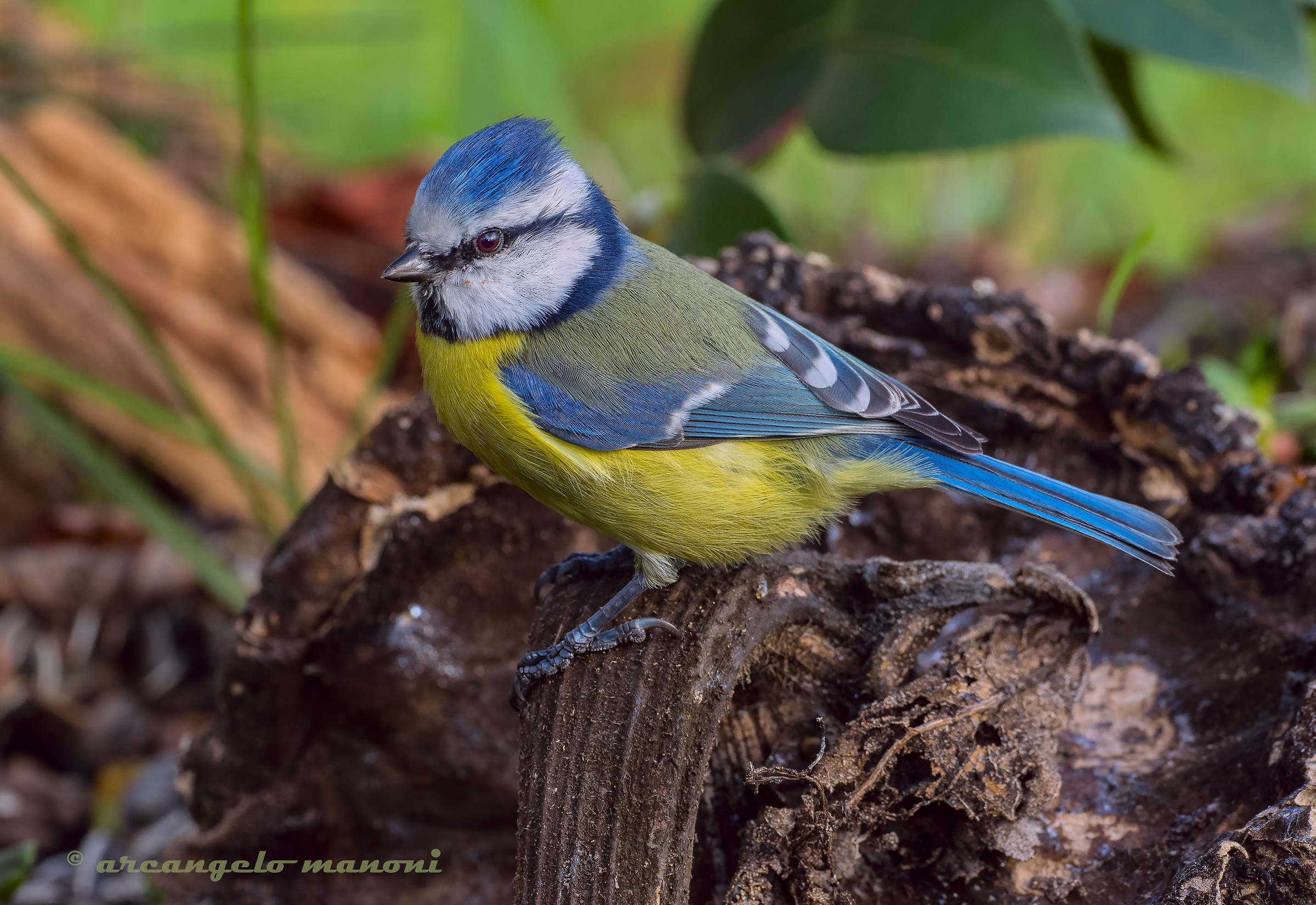 The cinnamon in search of the lost seed