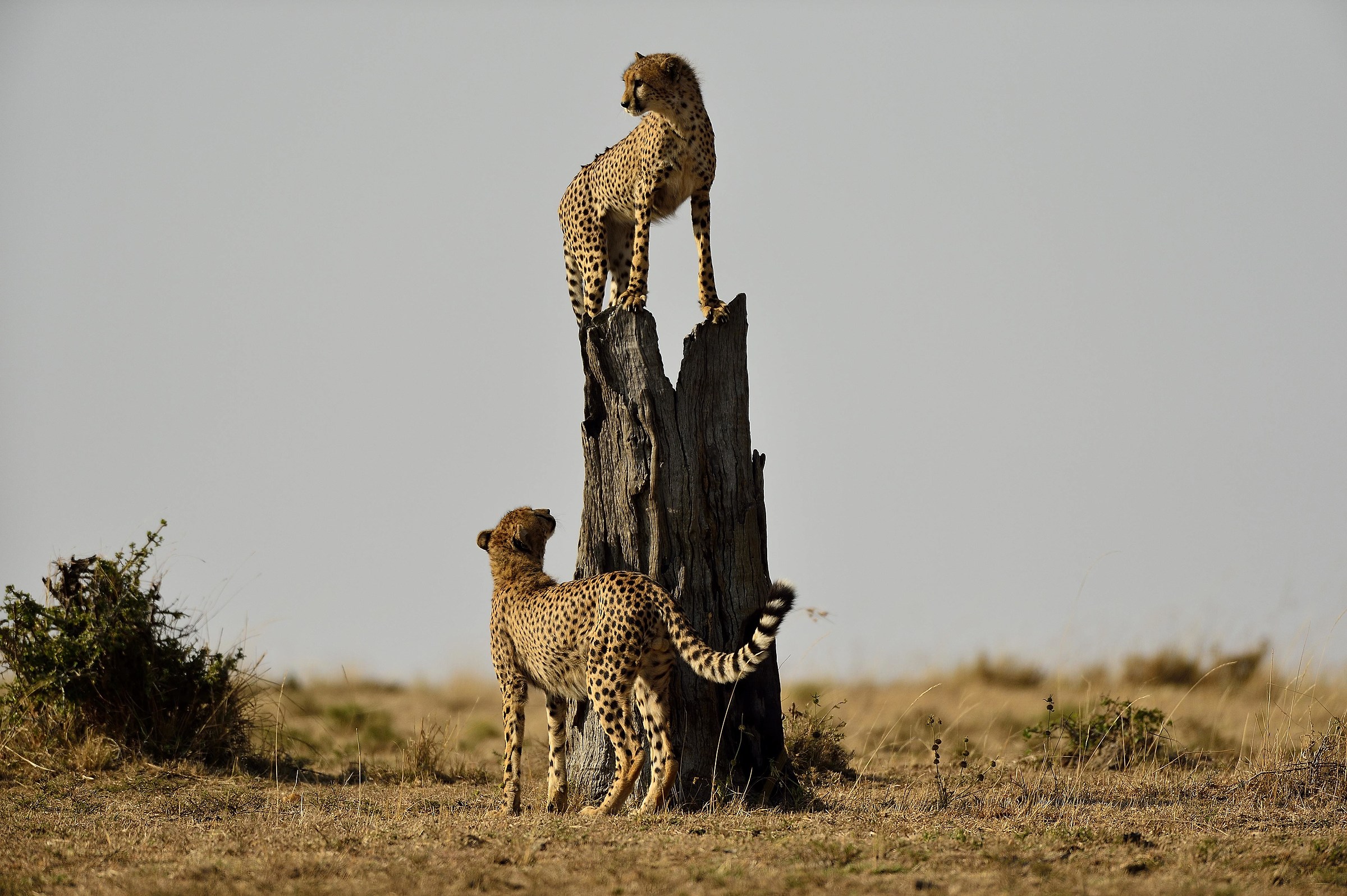 Kenya 14: Observation Point