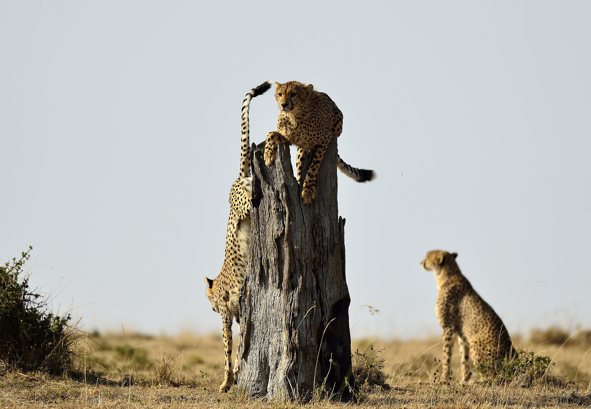 Kenya 14: point of observation, alternation