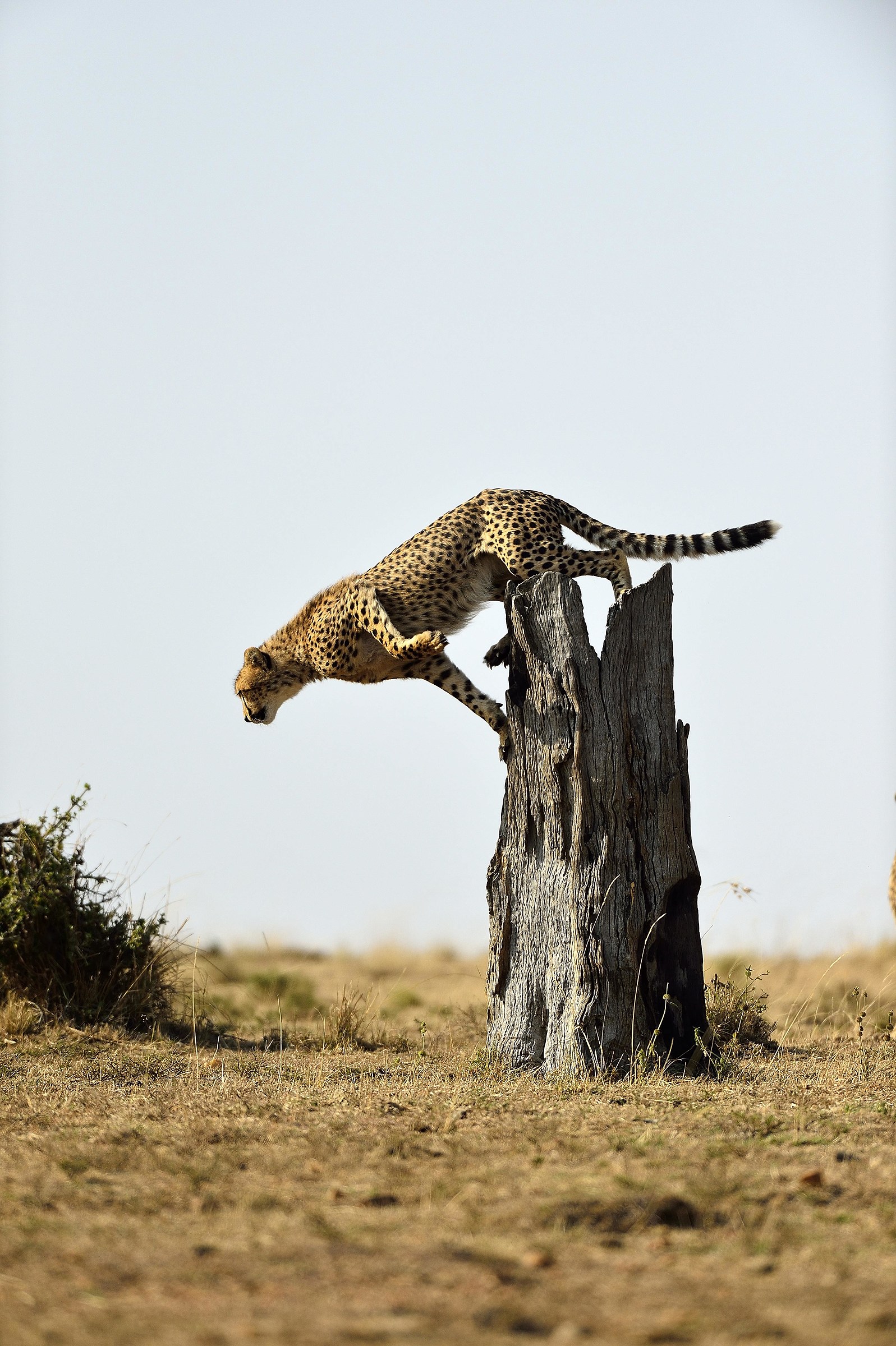 Kenya 14 Renunciation