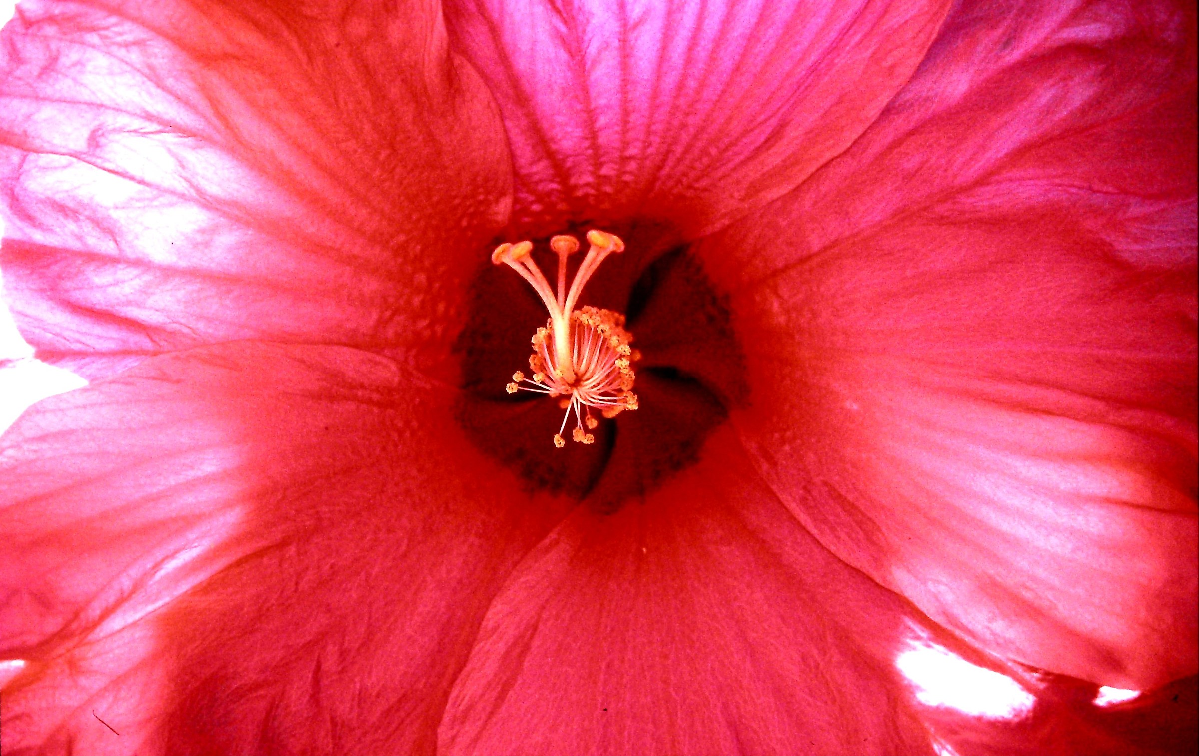 898 - minimalia mirabilia