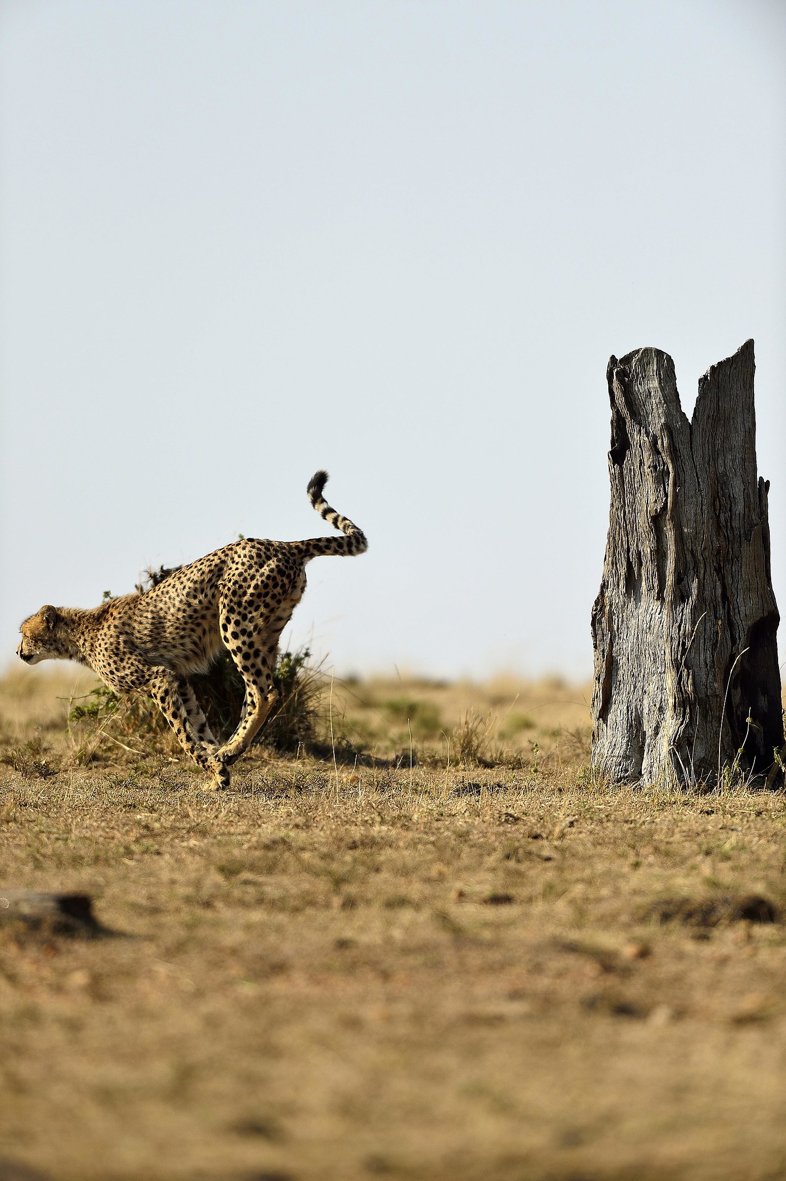 Kenya 14: Hunting begins