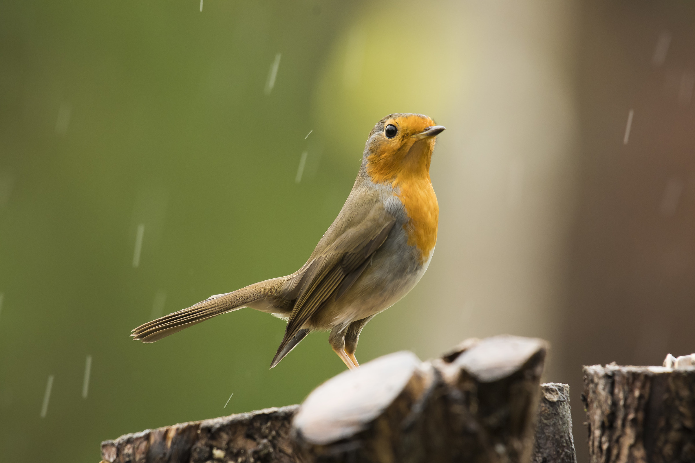 Robin in the rain