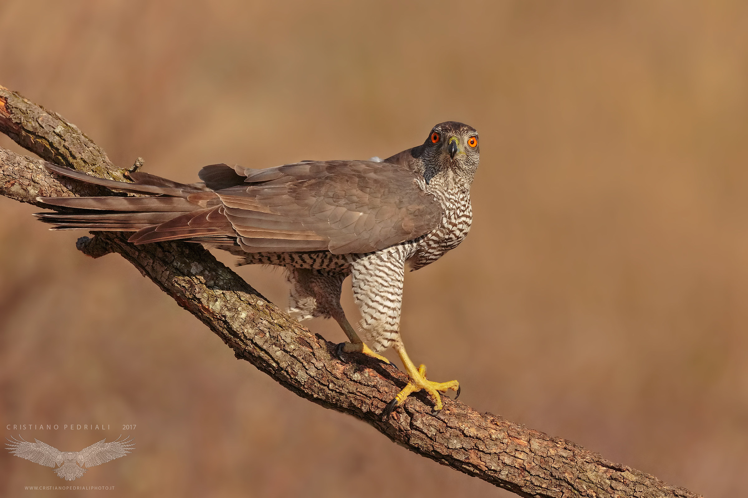 Witch ... an unforgettable look ...