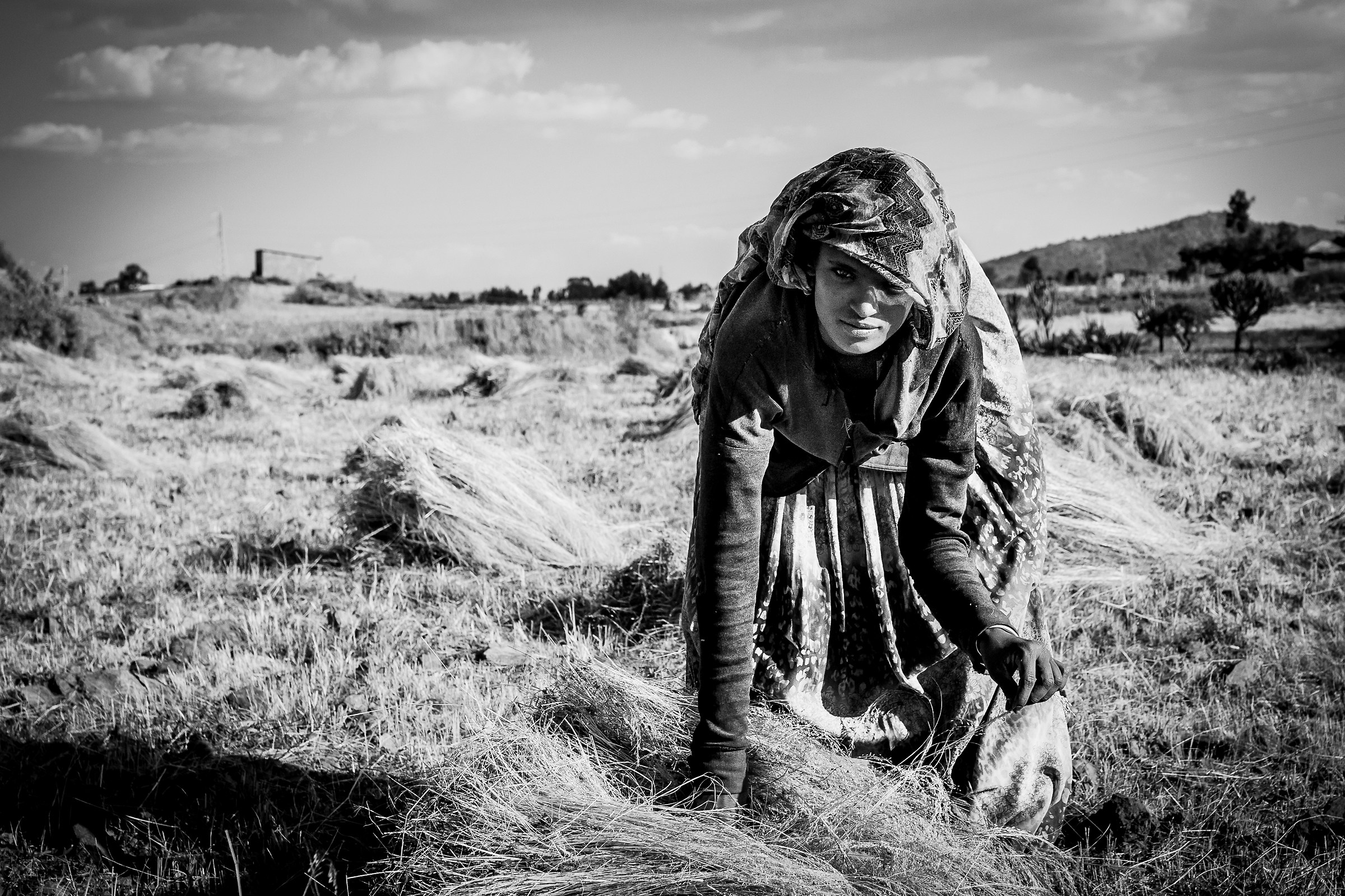 Raccoglitrice di Teff