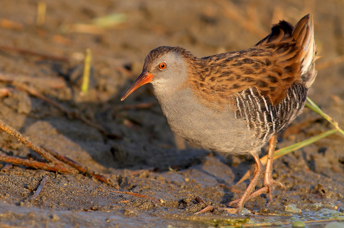 Water Rail