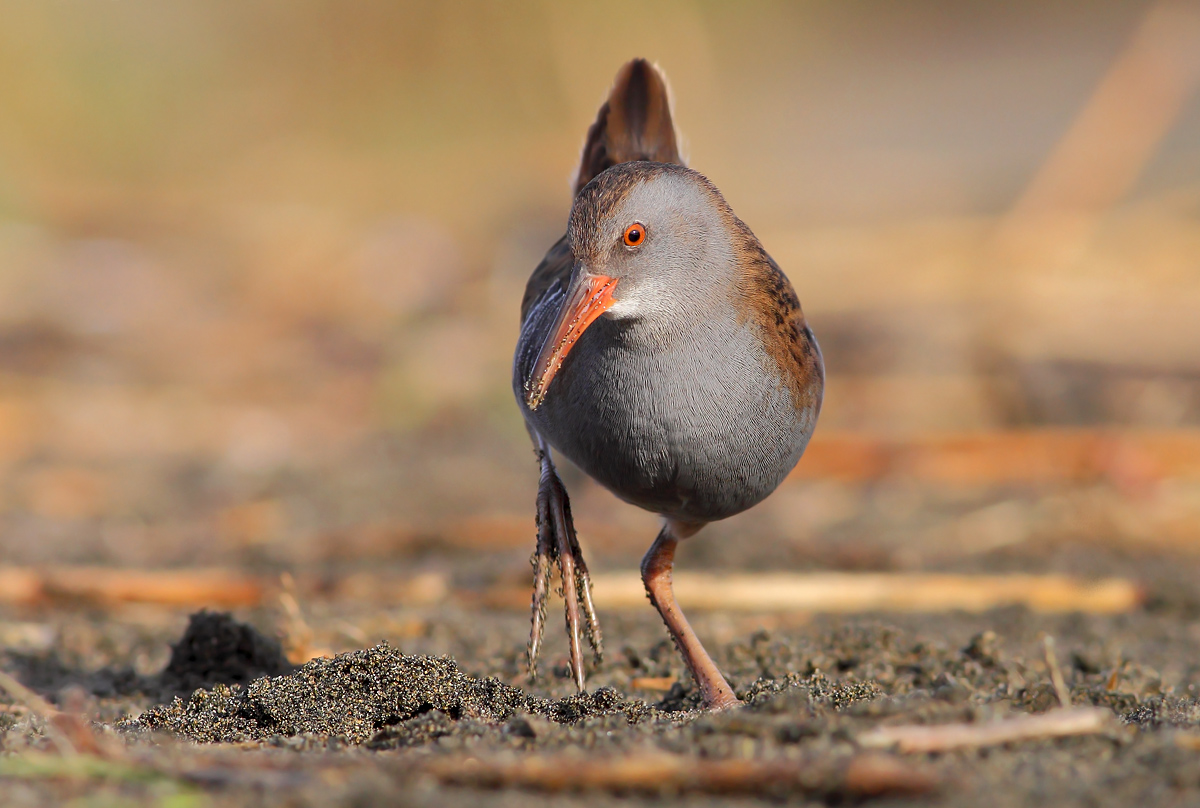 Water Rail