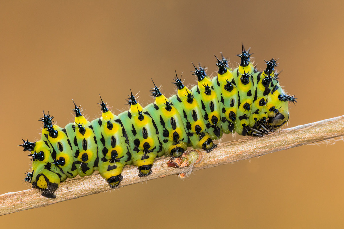 Eupackardia calleta - bruco al terzo stadio...