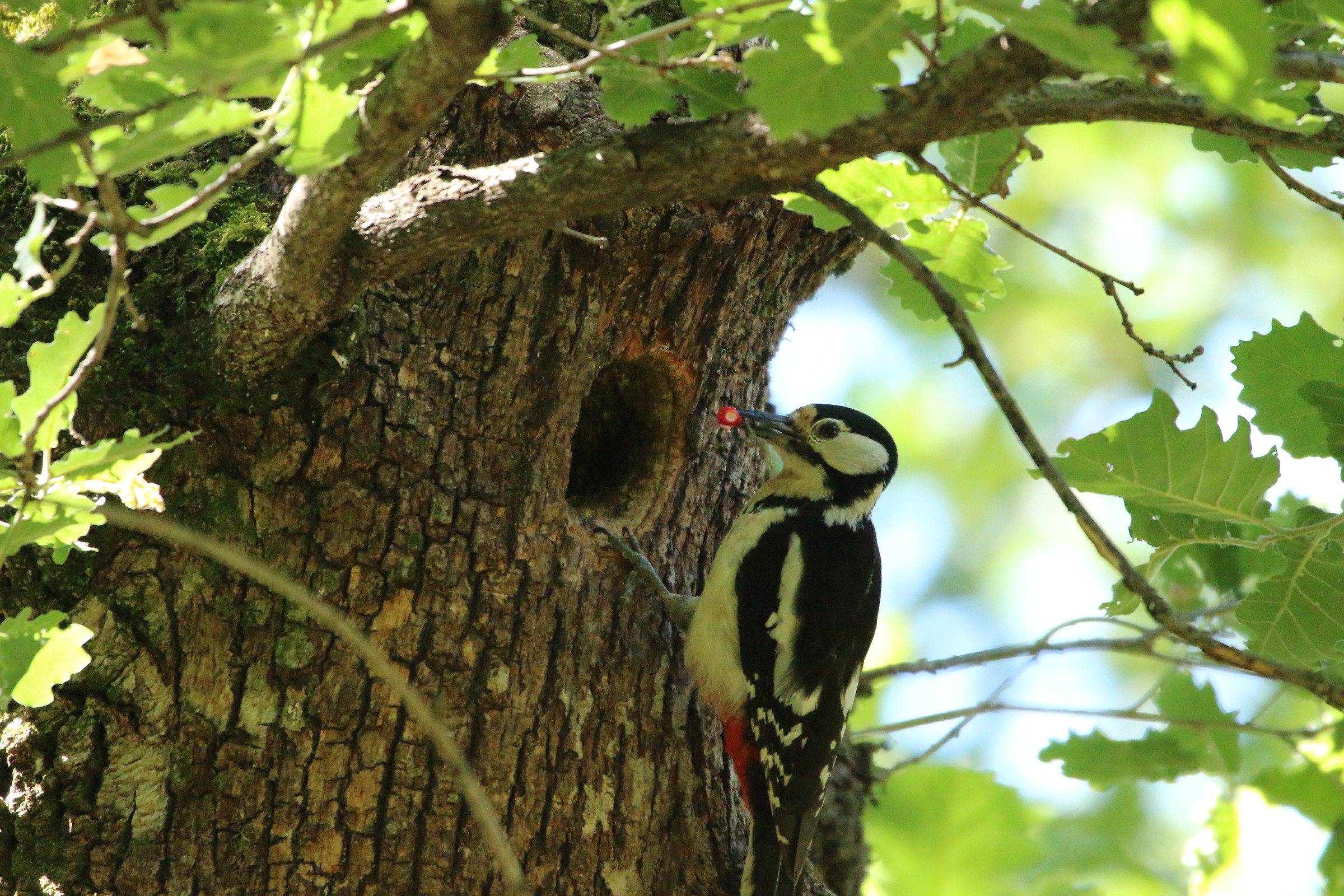 un po di frutta non fa male