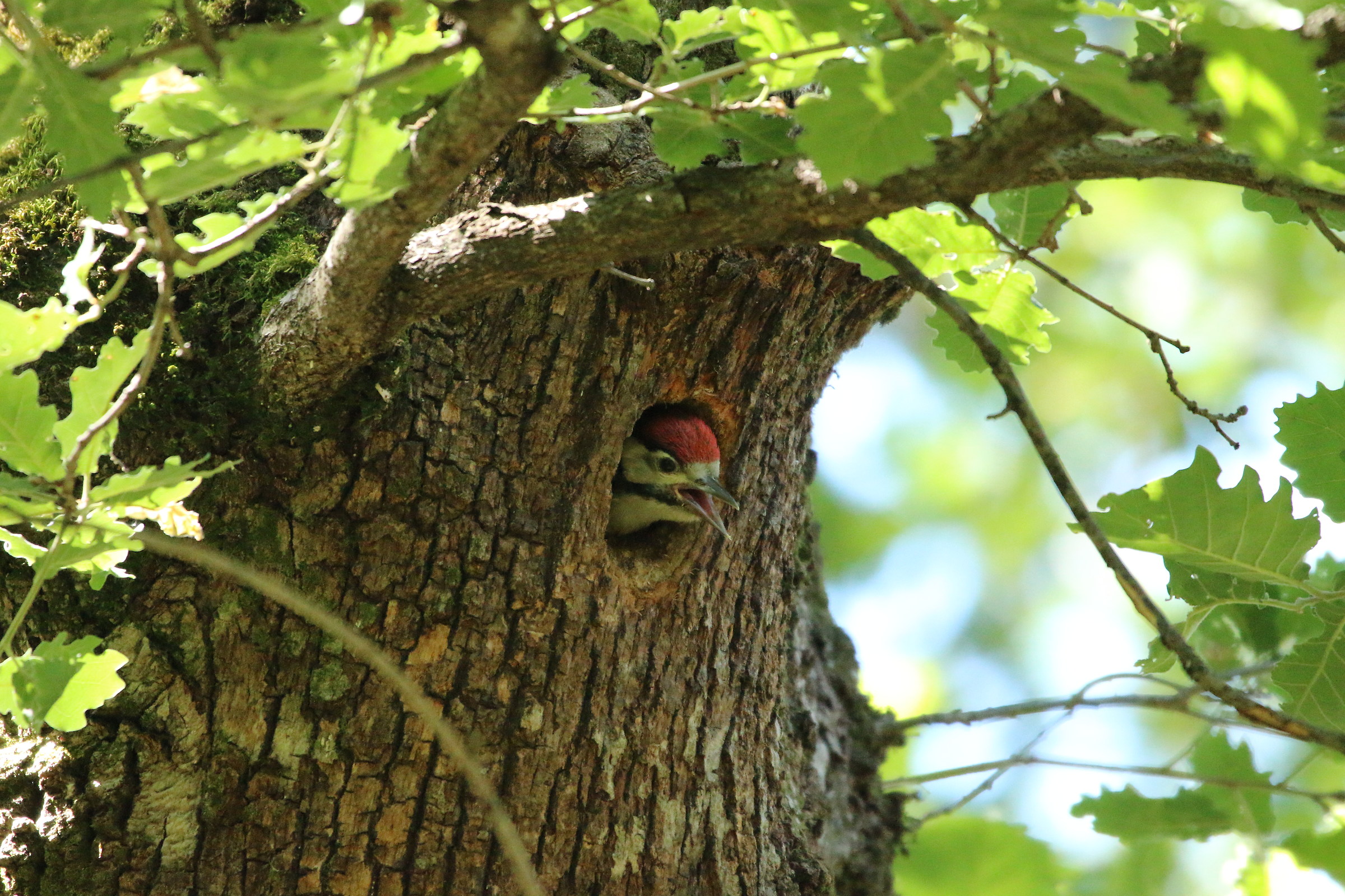 aspettando che torni