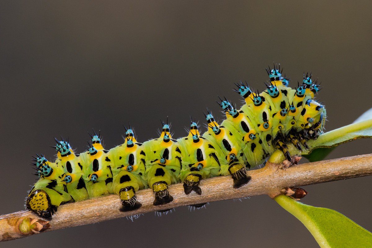 Eupackardia calleta - bruco al quinto stadio...