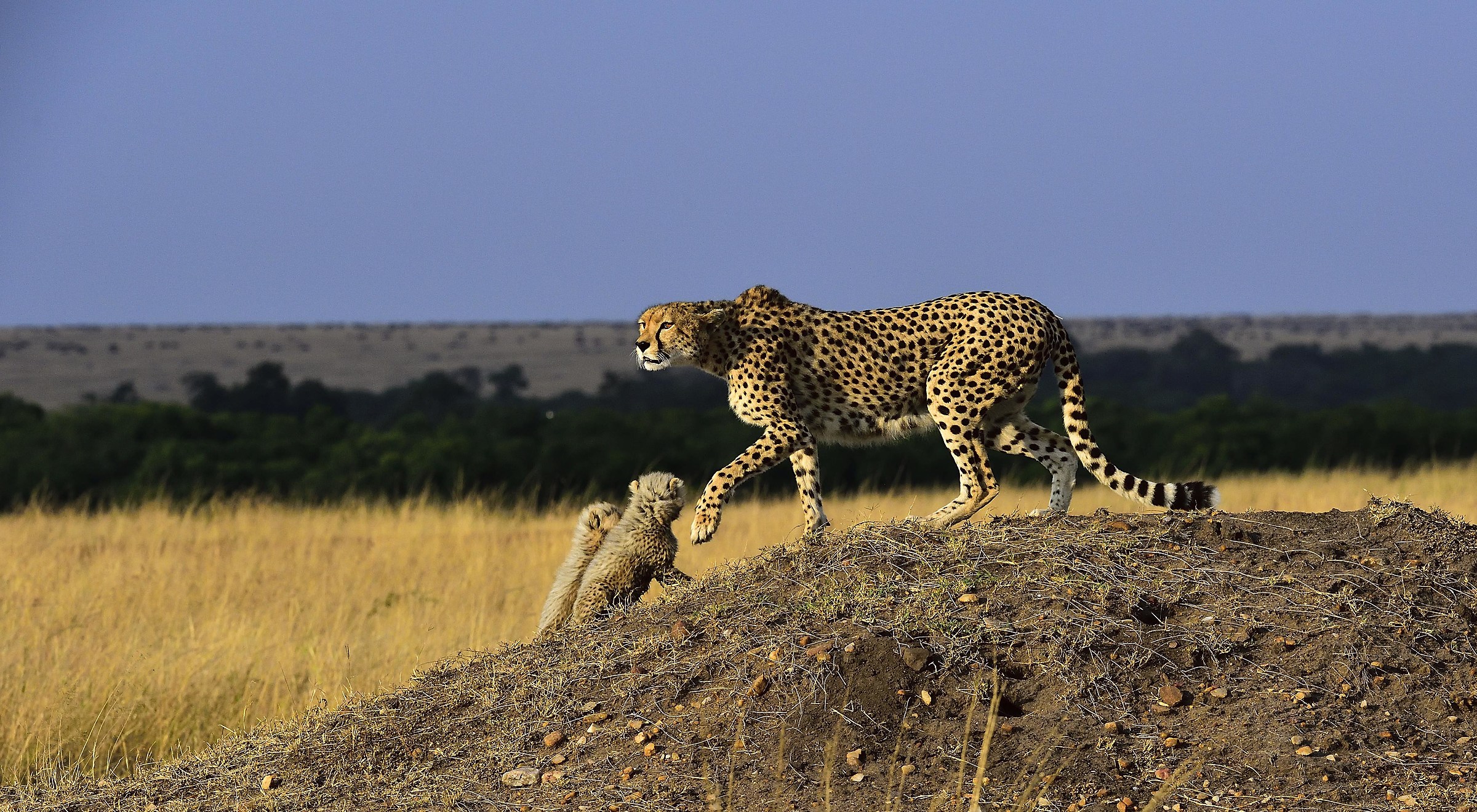 Kenya 2016 concentration