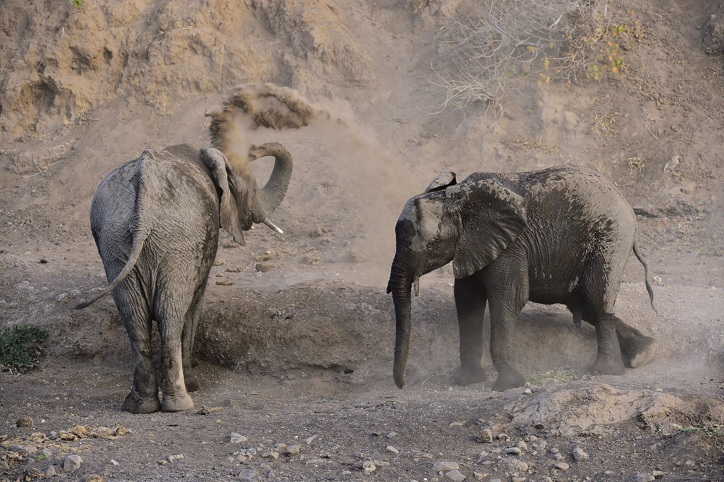 Botswana 2016: Ground Games