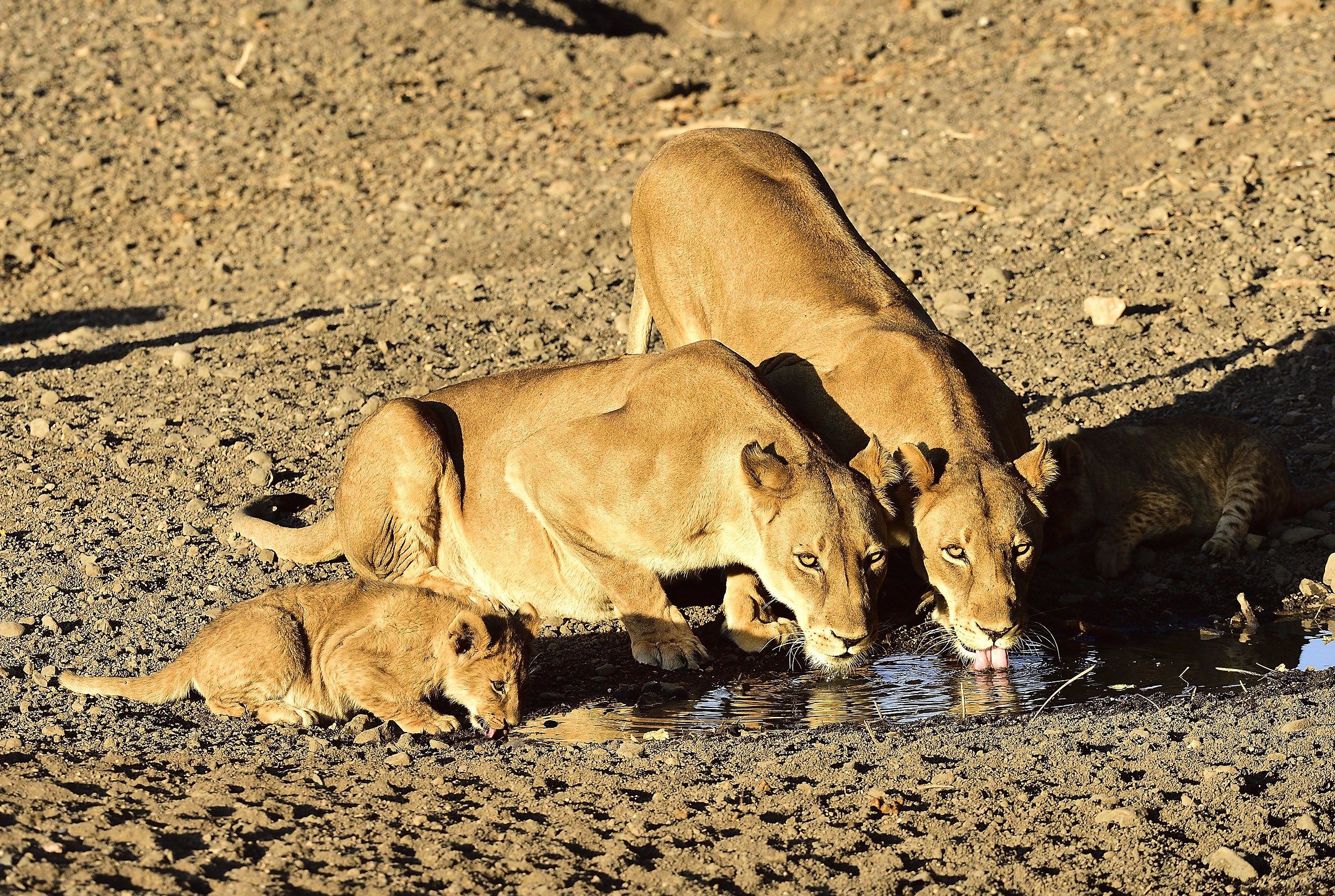 Botswana 2016: What remains of the river
