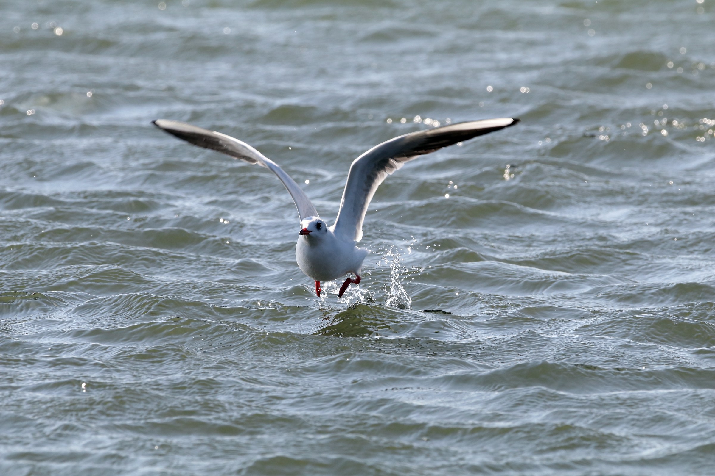 Black-headed Gull