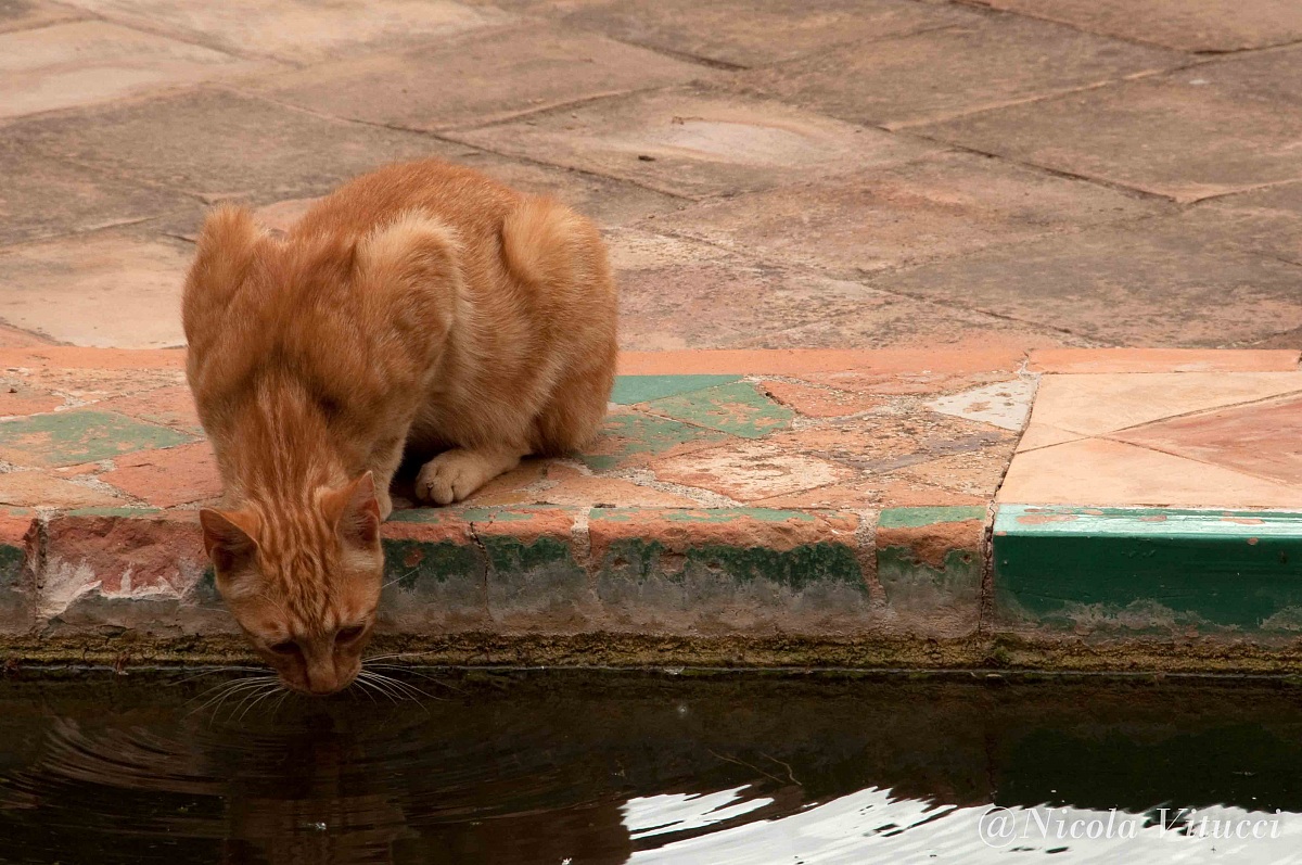 An unexpected visitor