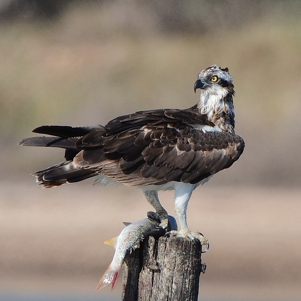 Falcon fisherman with prey