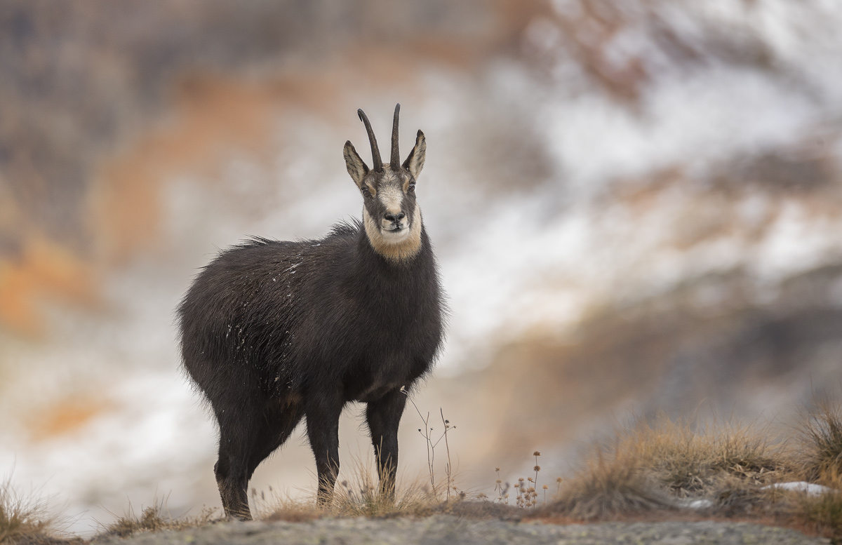 Chamois