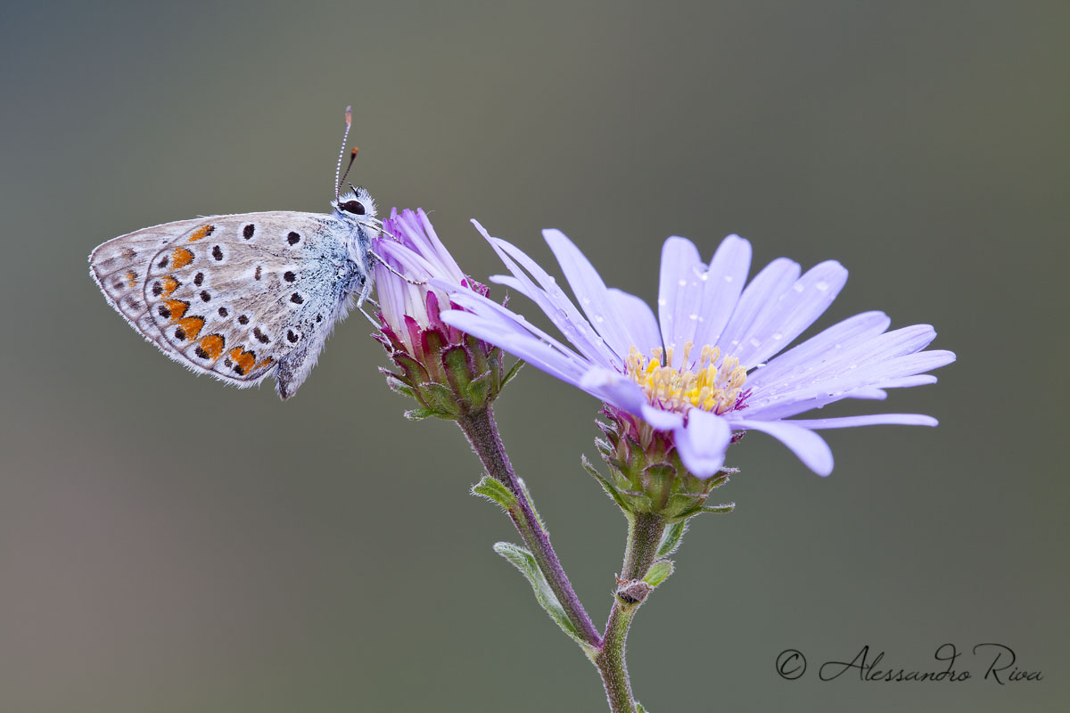 Polyommatus Icarus
