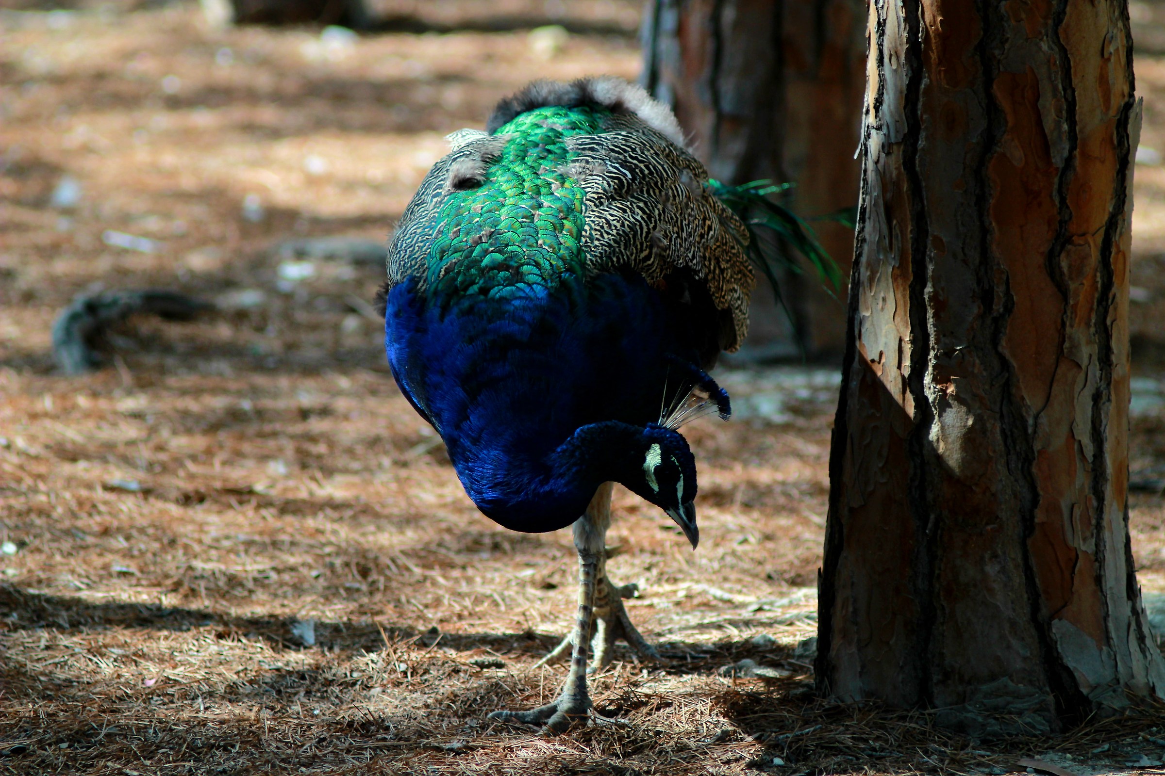 peacock at the public gardens of Cagliari