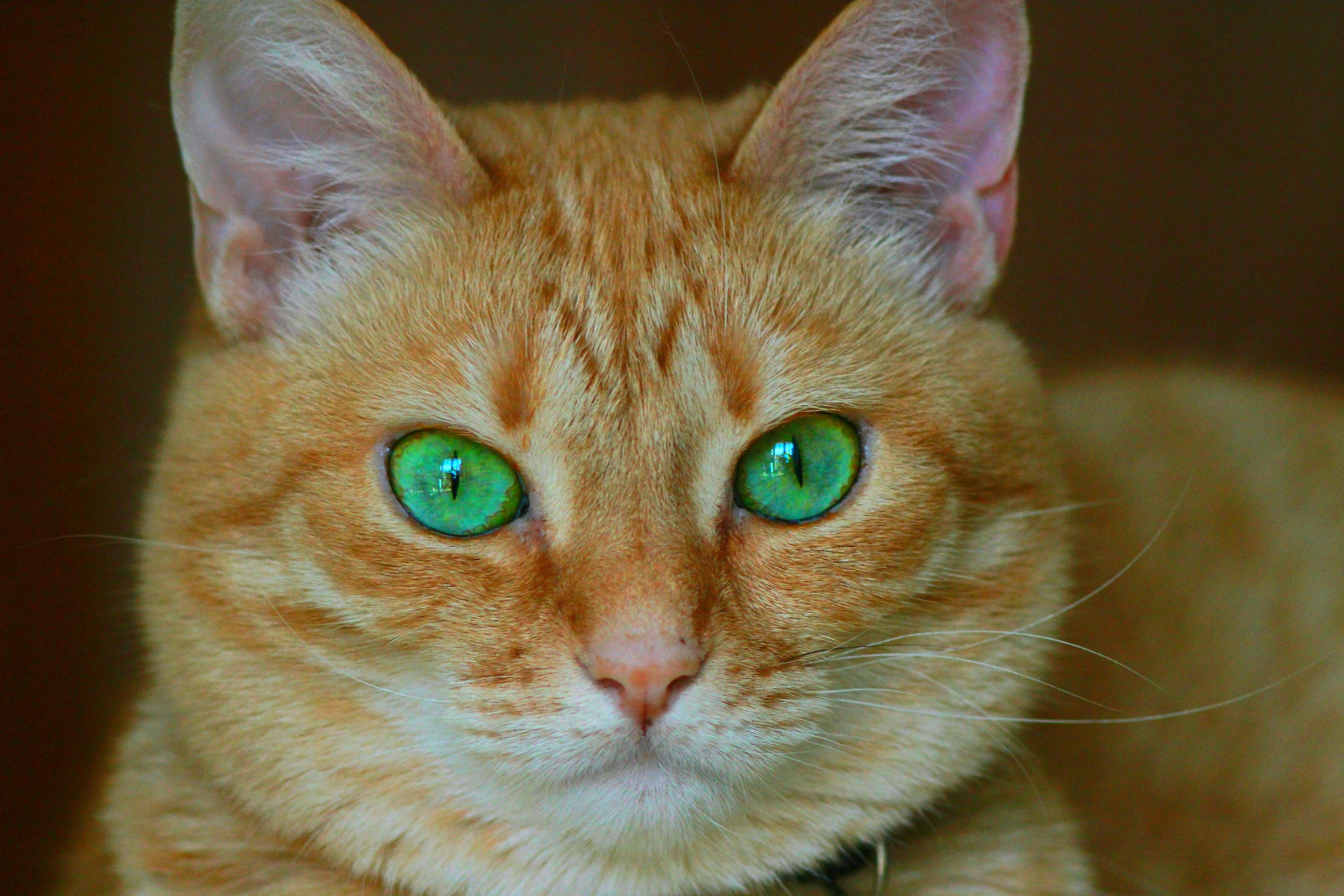 what a fantastic little lady