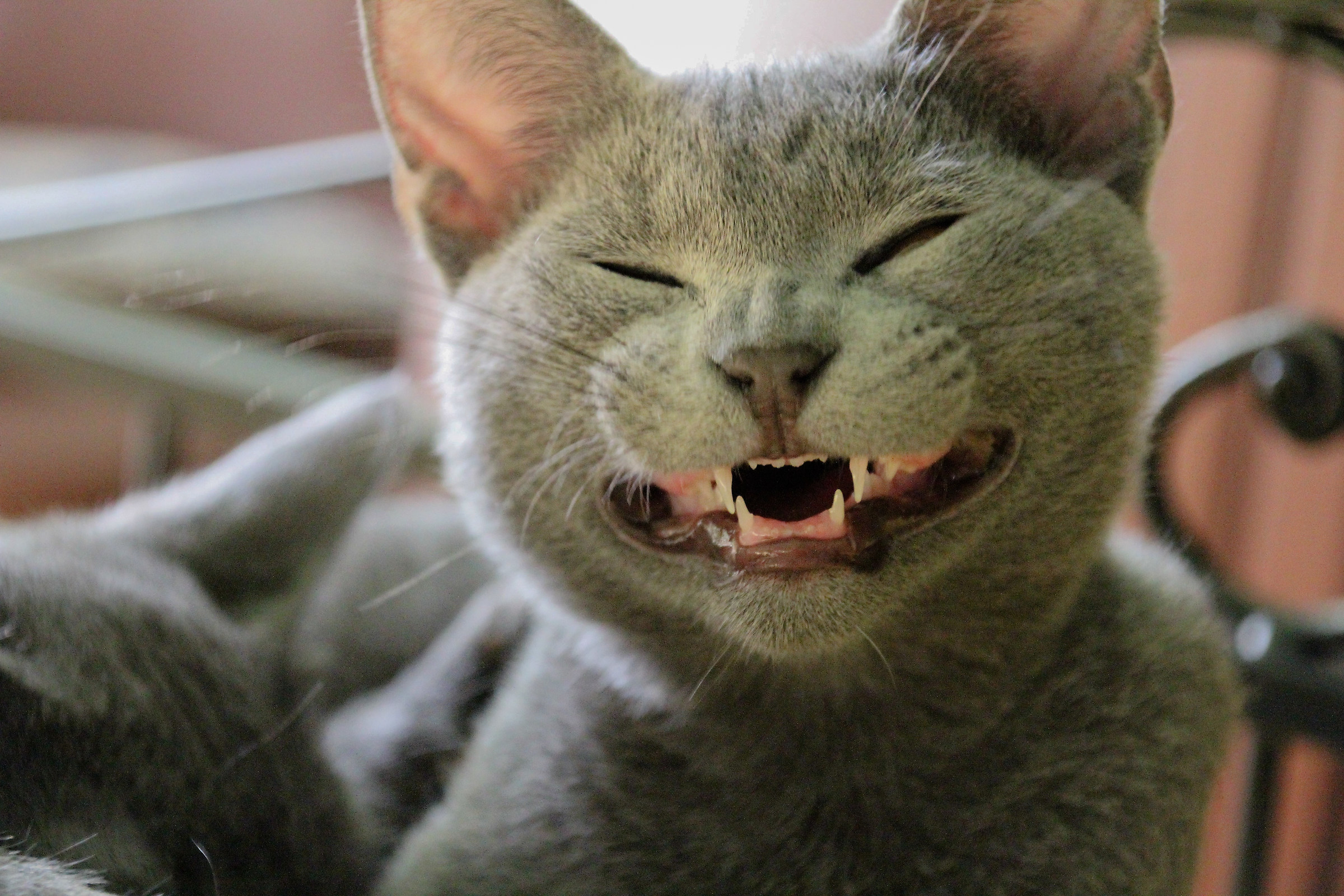 fantastic post-yawn smile of our Kiss