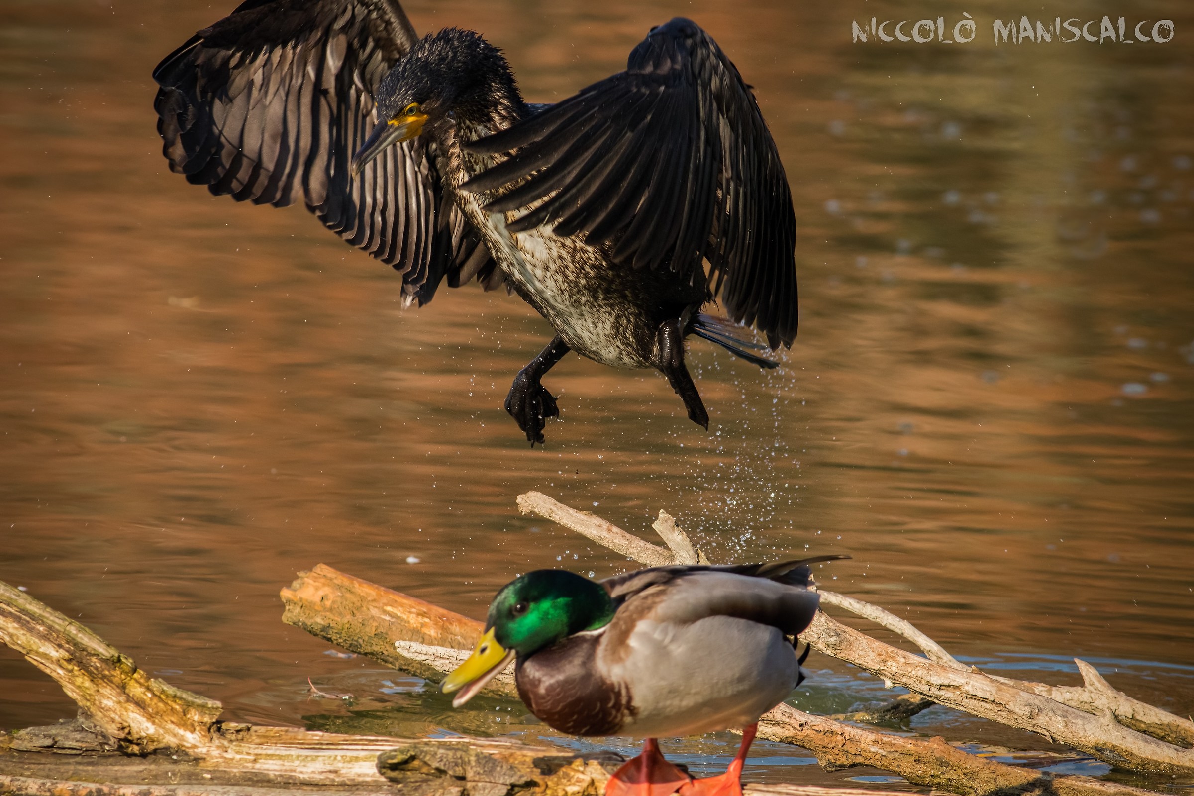 The Dark Knight's Arrival (Part 1 of 4)