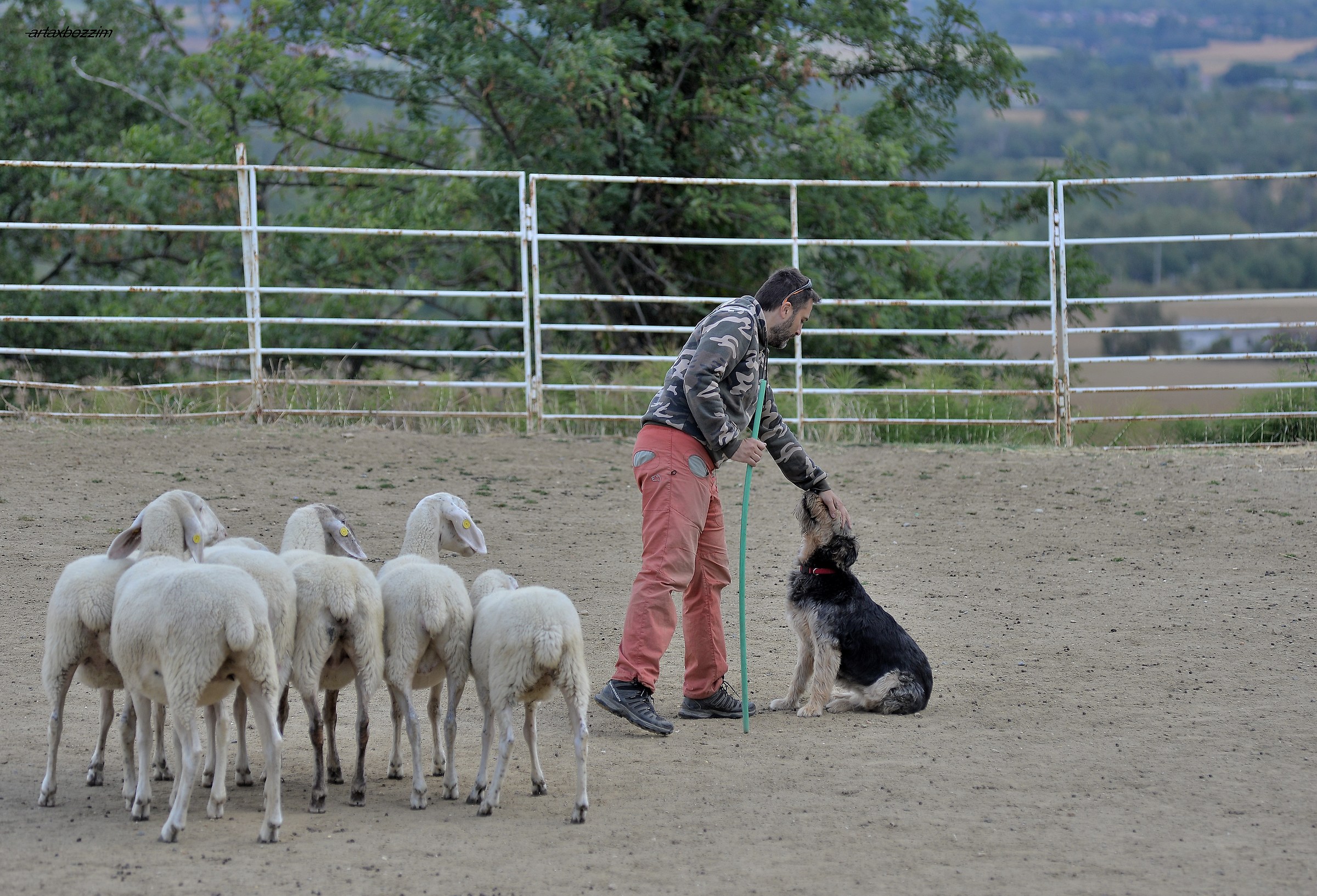 sheep training