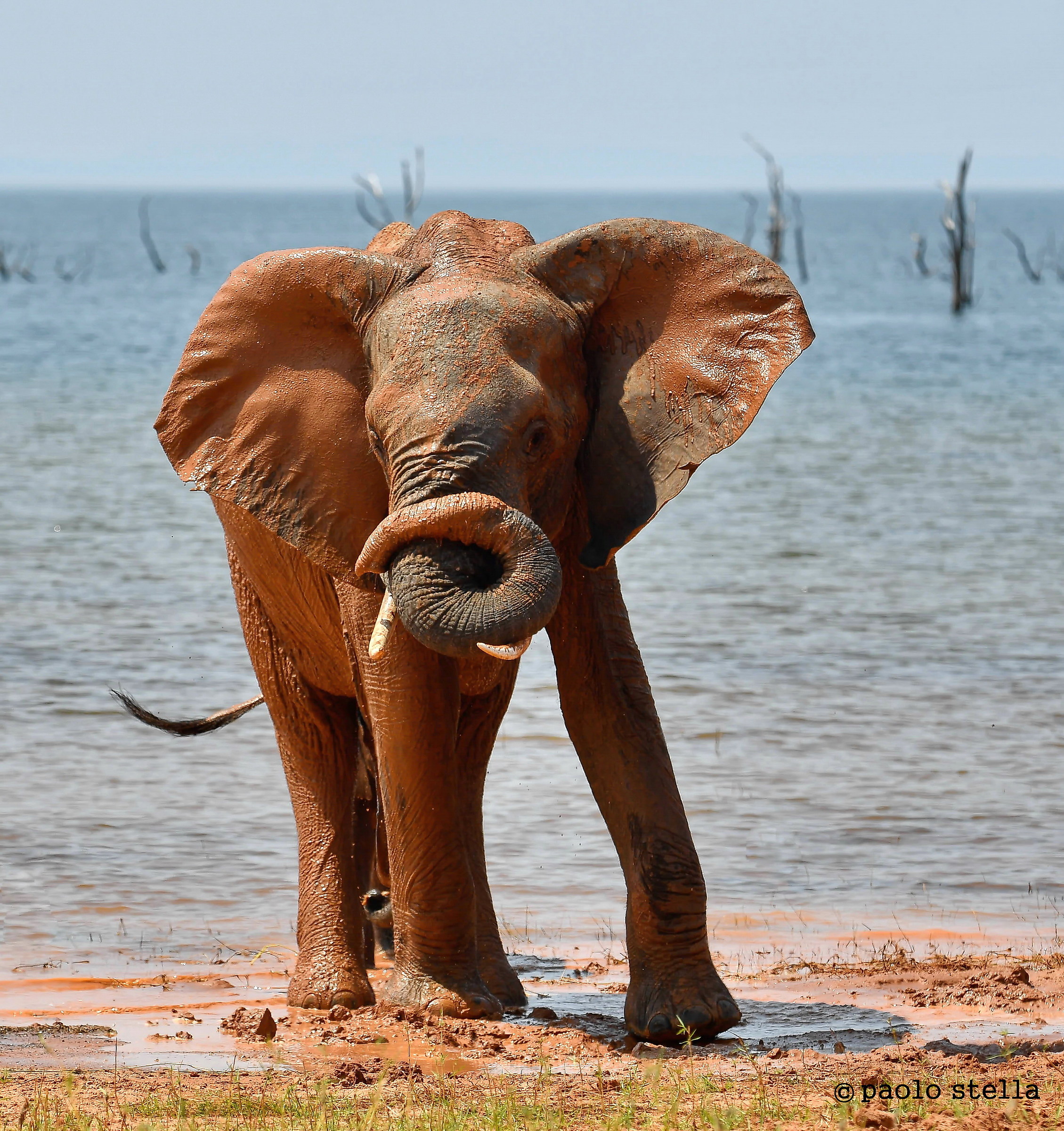 the red contorsionist