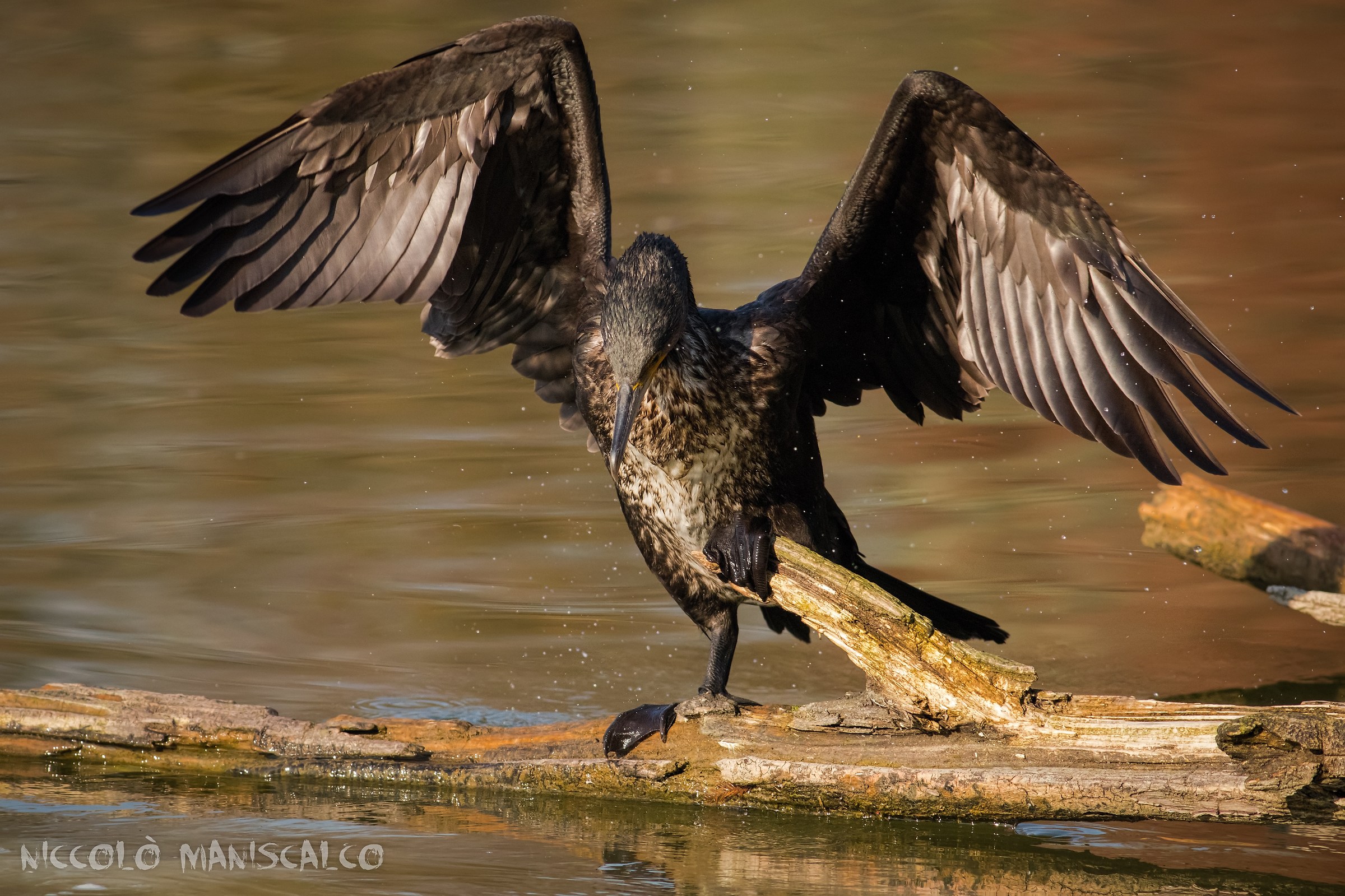 The Dark Knight's Arrival (Part 2 of 4)