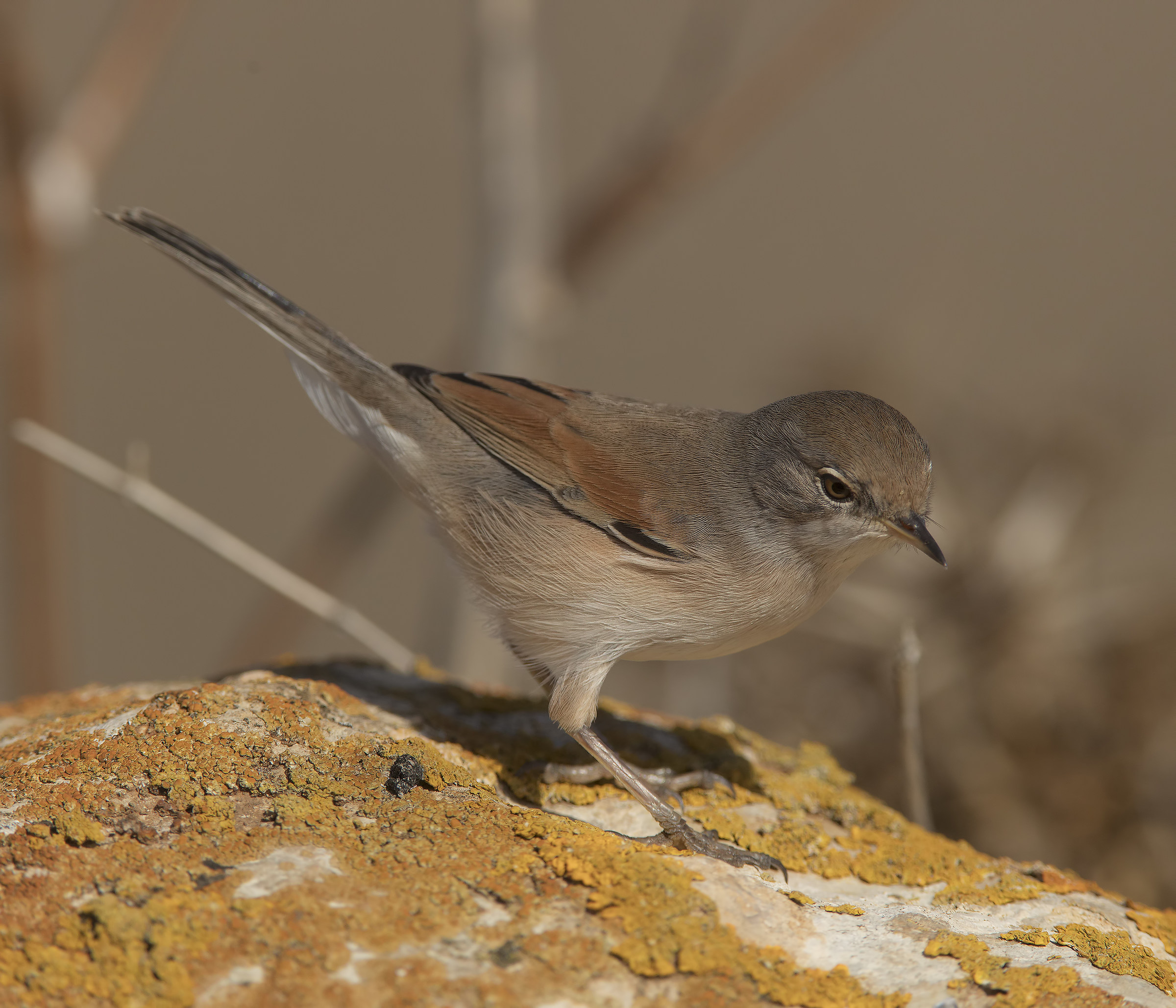 sterpazzola di sardegna(sylvia conspicillata)