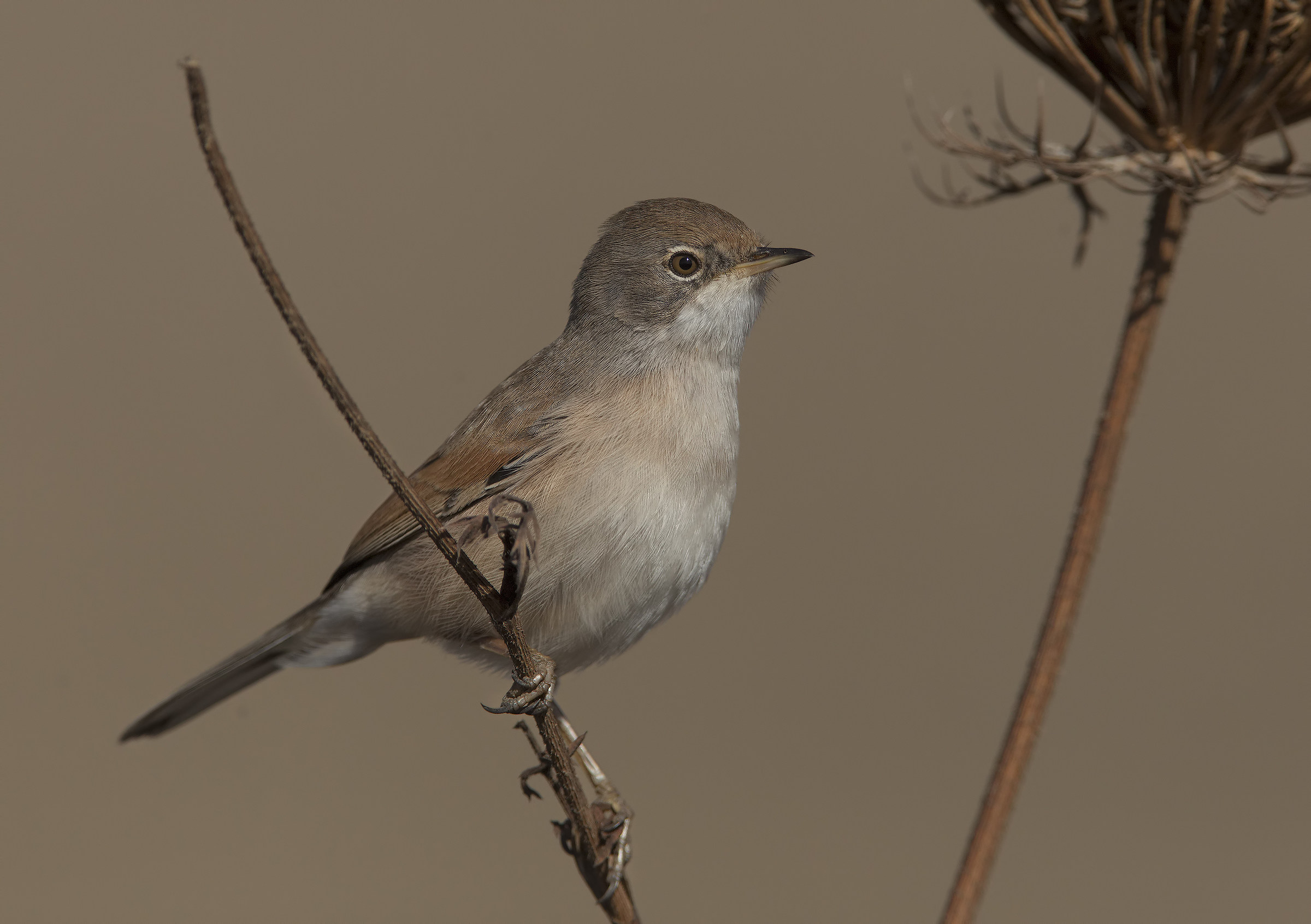 sterpazzola di sardegna (sylvia conspicillata)