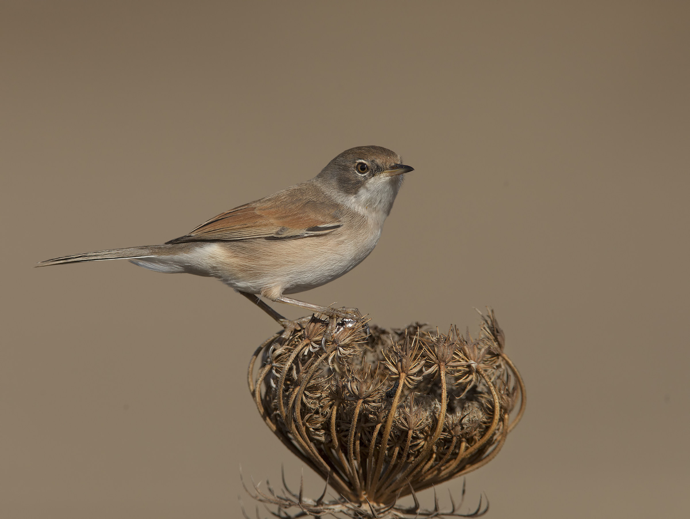 sterpazzola di sardegna(sylvia conspicillata)