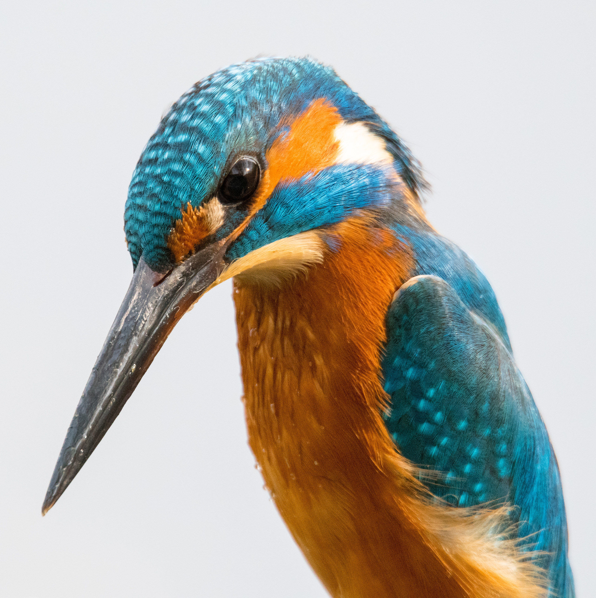 Kingfisher