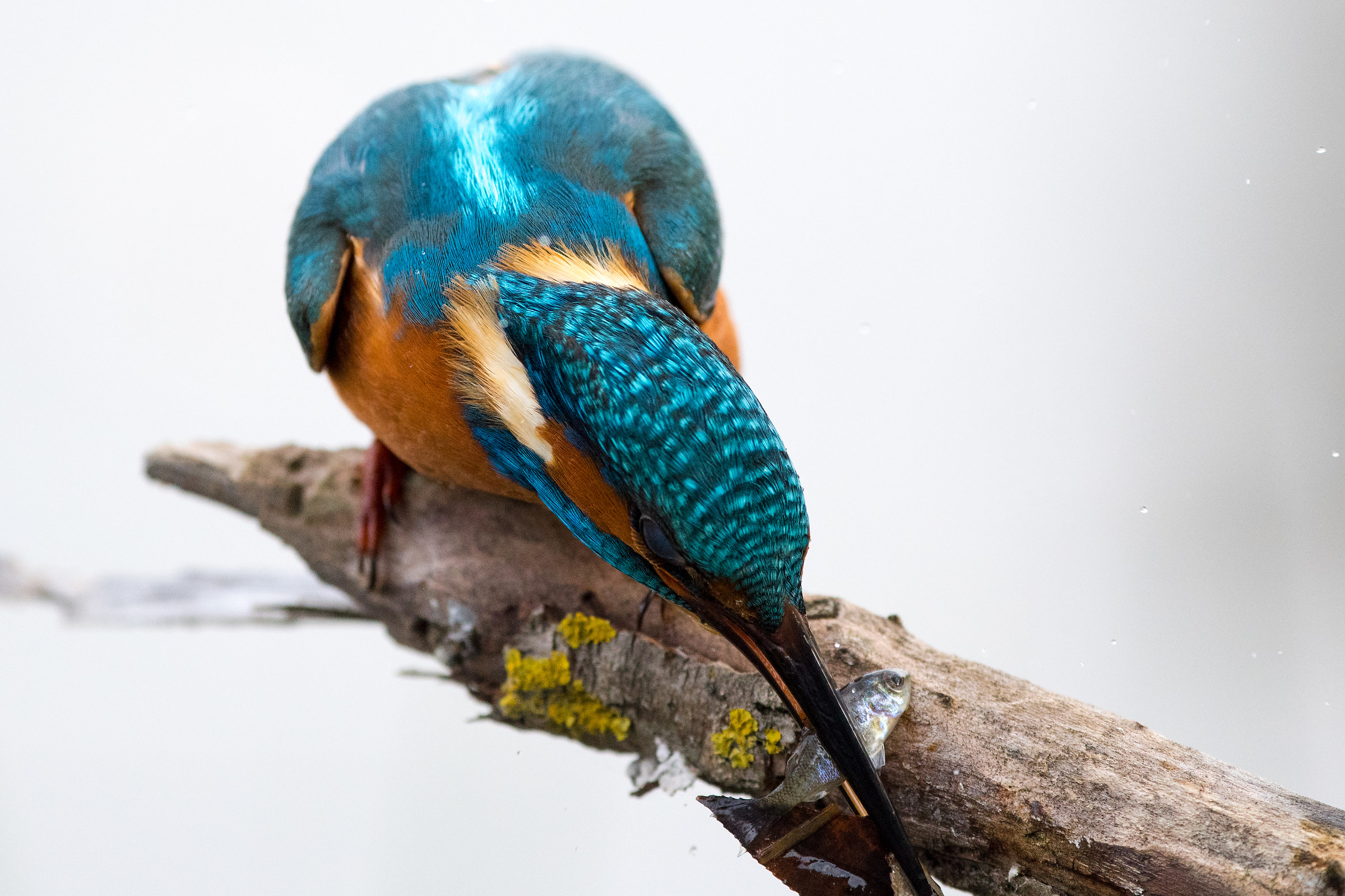Kingfisher