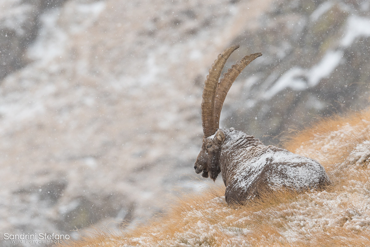 Icicle under the snow