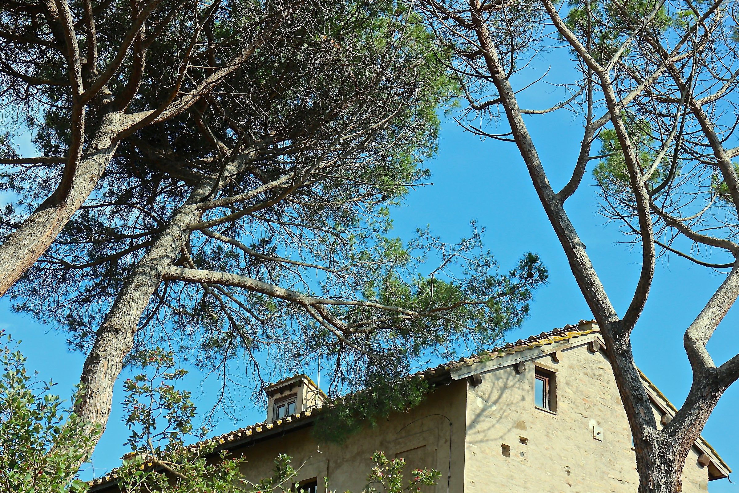 Between Trees And Sky