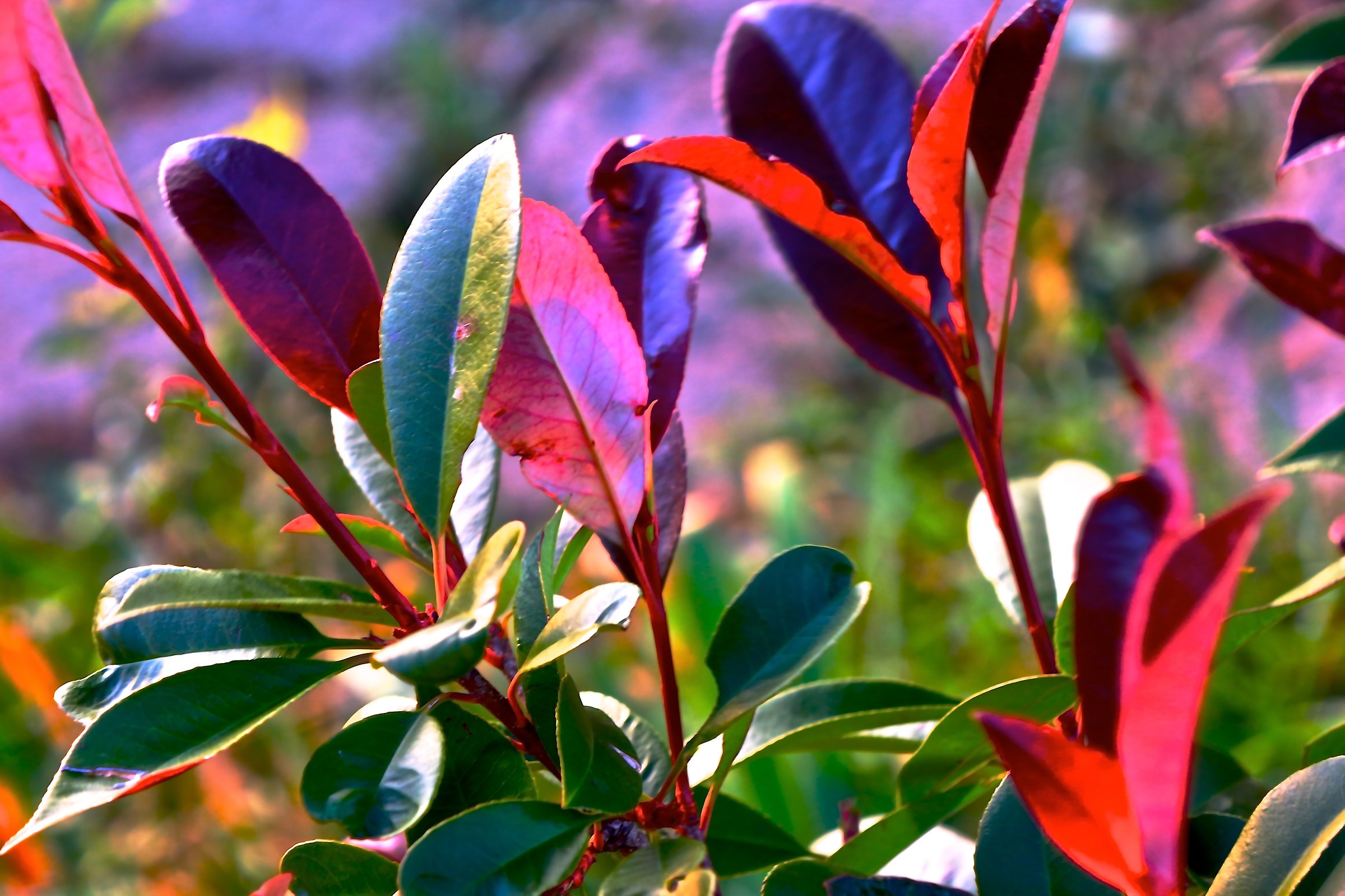 Photo Free Red & Green