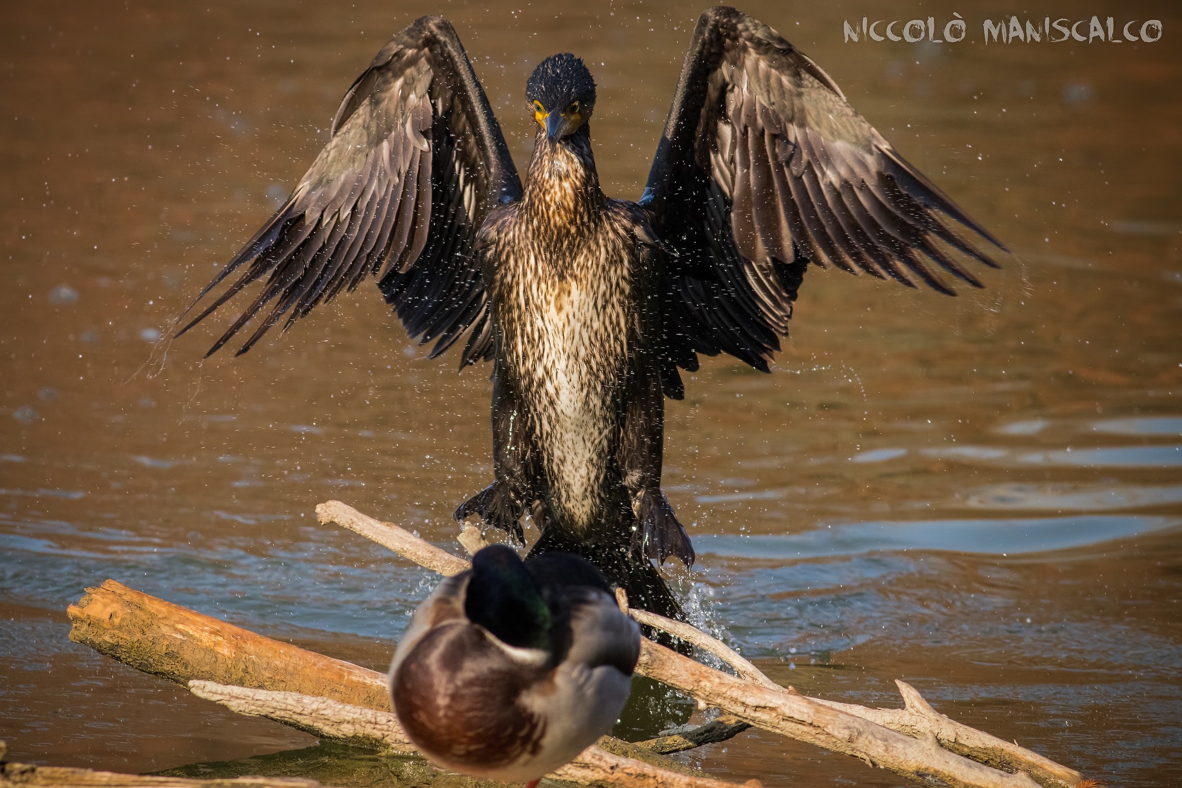 The Dark Knight's Arrival (Part 3 of 3)