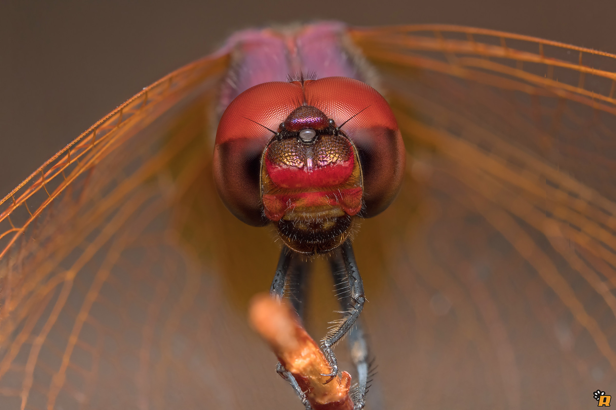Maschio di Tritemis annulata