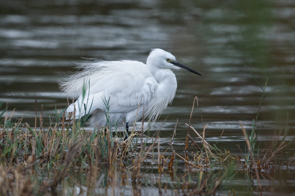 Egret